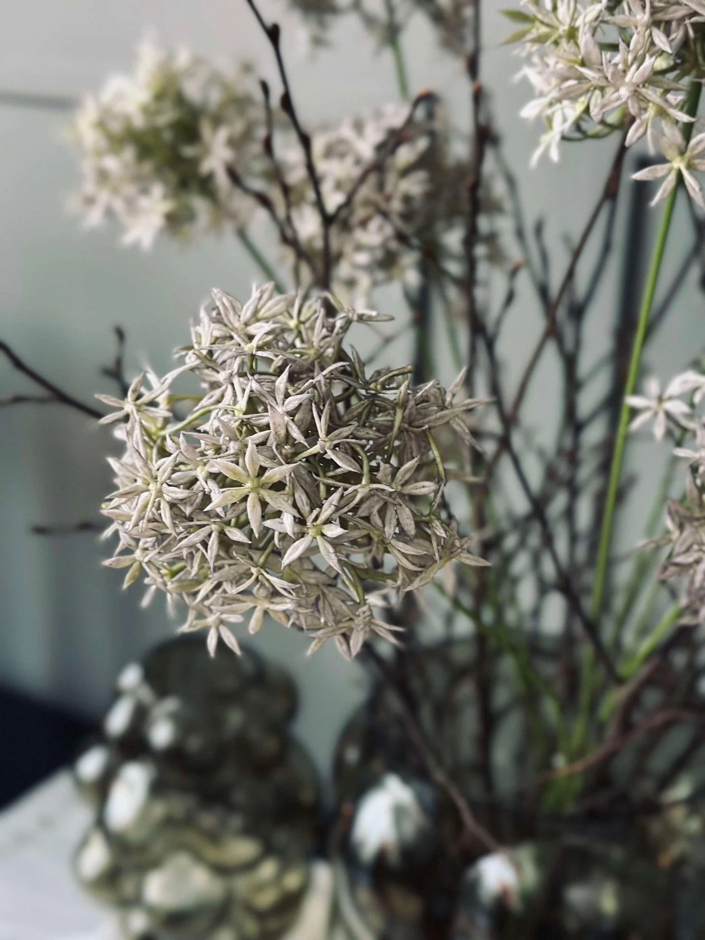 Blomst Allium - Image 3