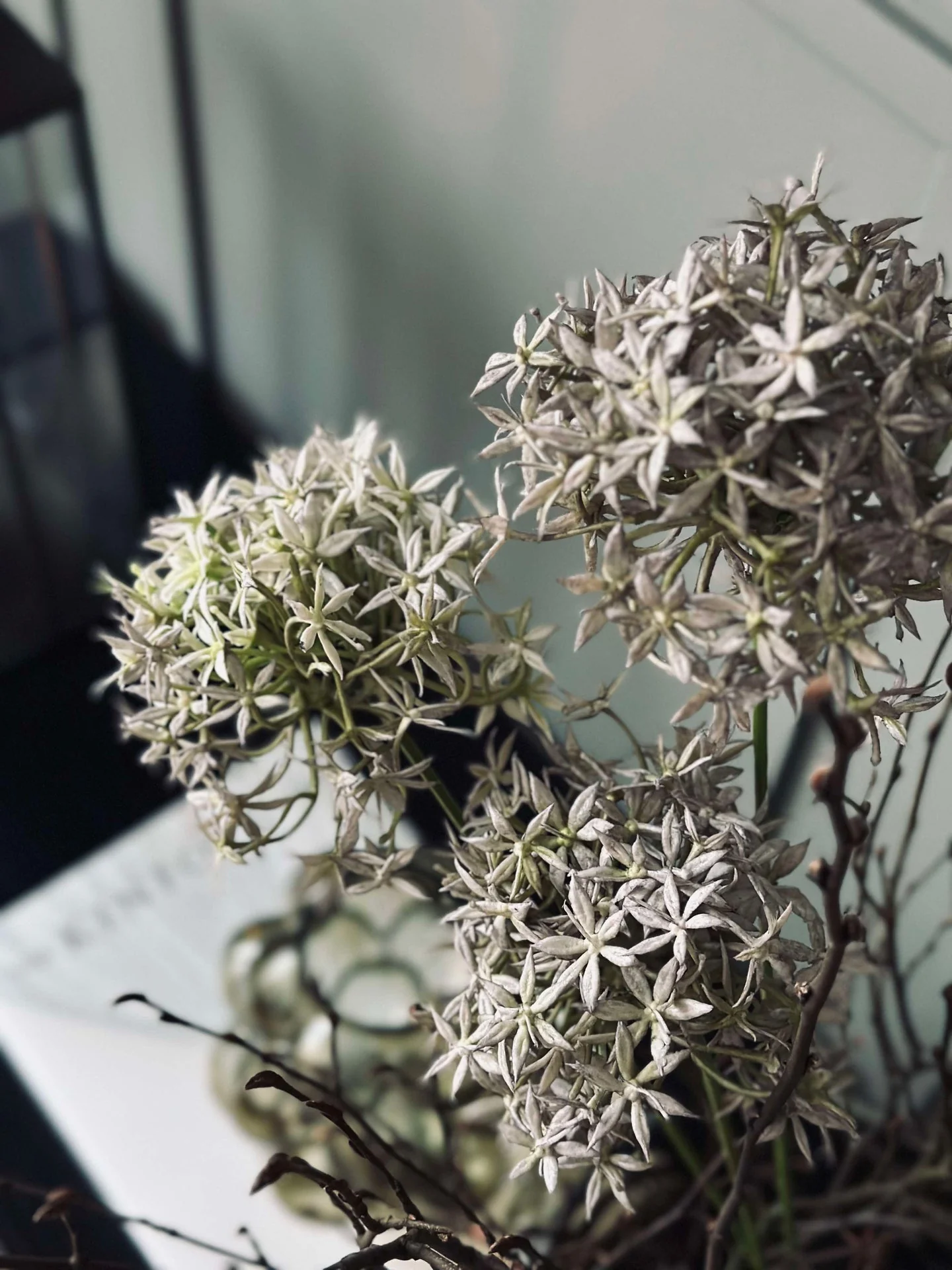 Blomst Allium - Image 5