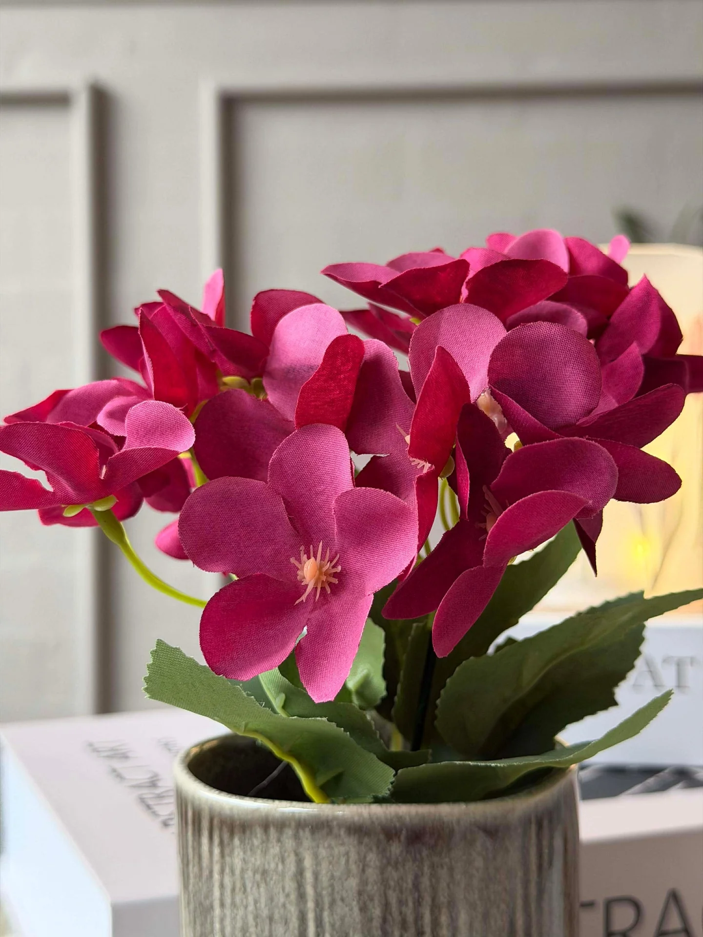 Mini hortensia i potte - flere farger - Image 17