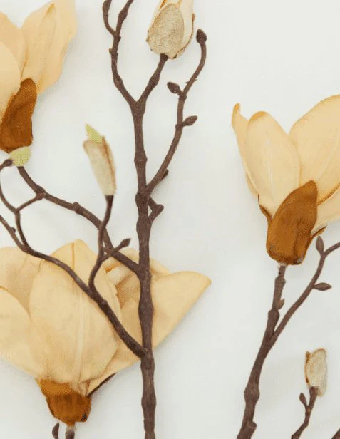 Blomst, Magnolia, Råhvit - Image 2