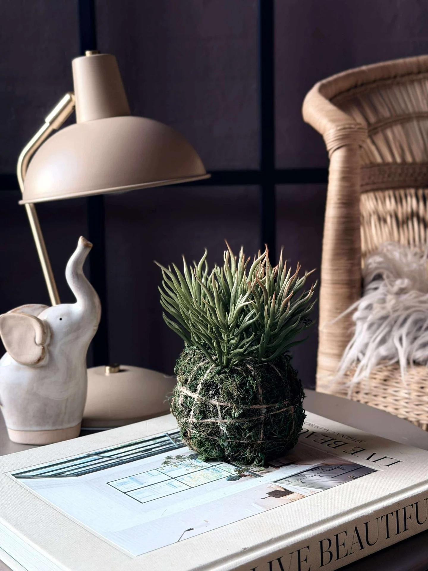 Blomst sukkulent mosekule - Image 5