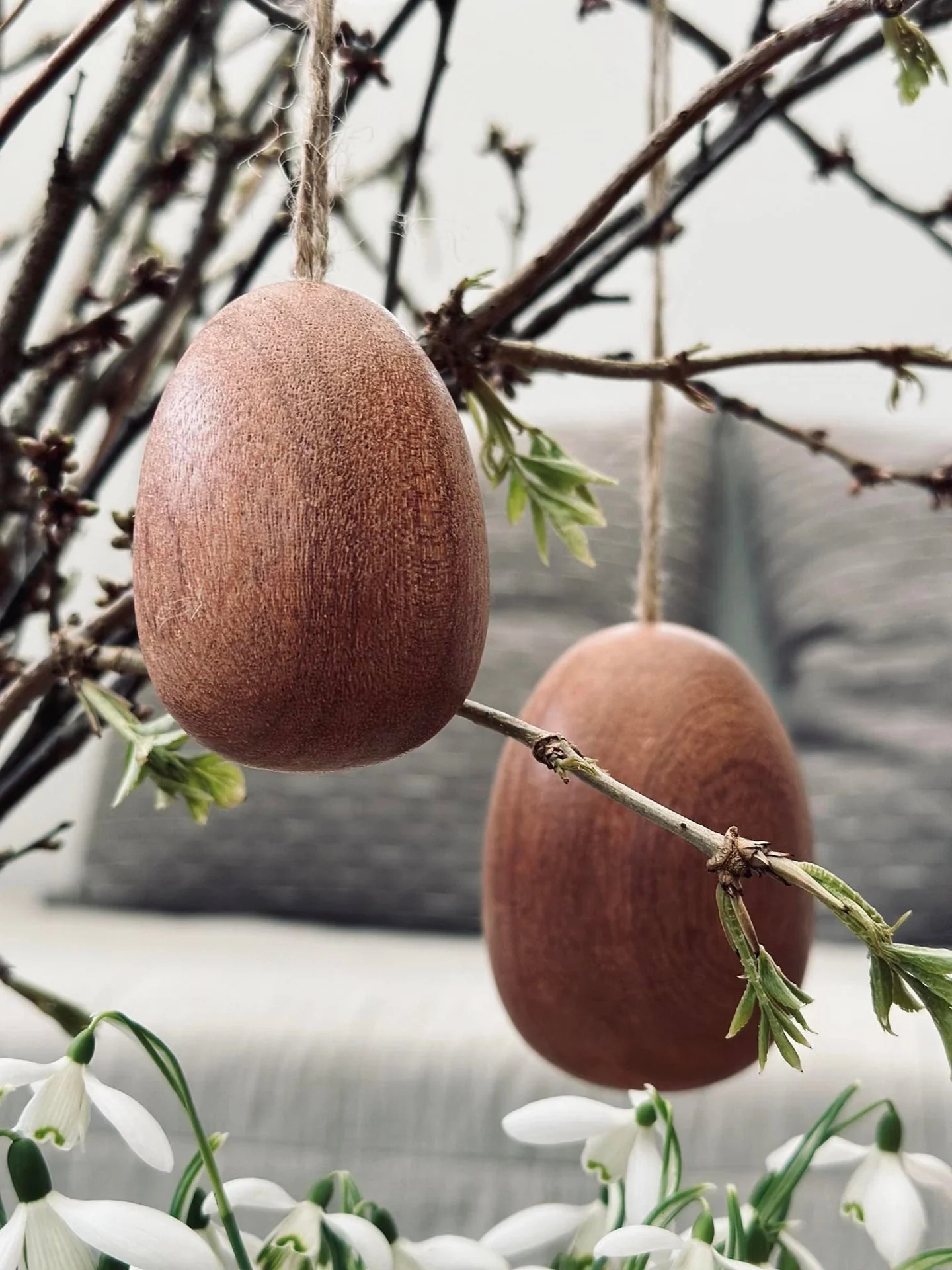 Egg i sabeltre – Stor