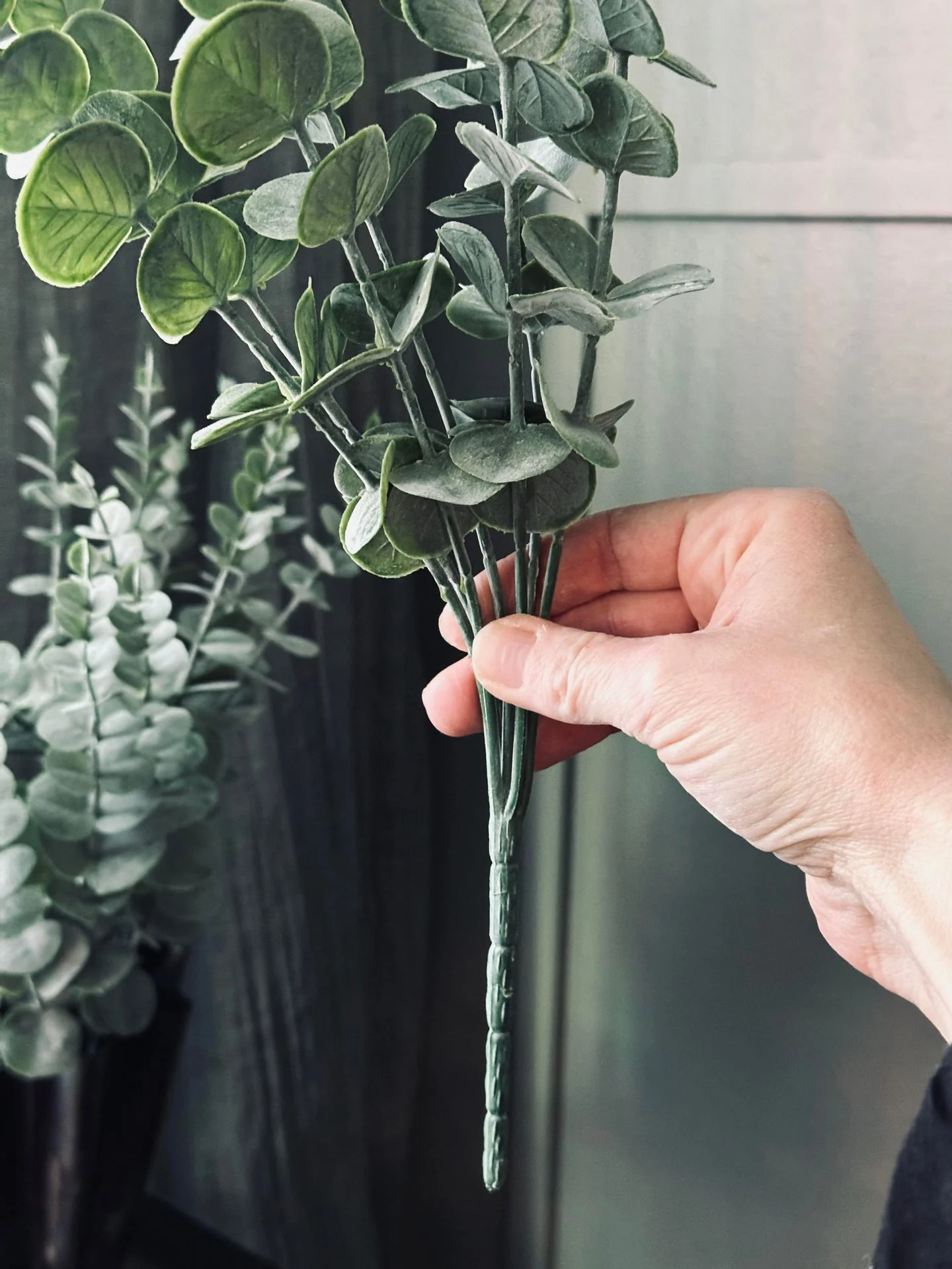 Eucalyptus på stilk - Image 4