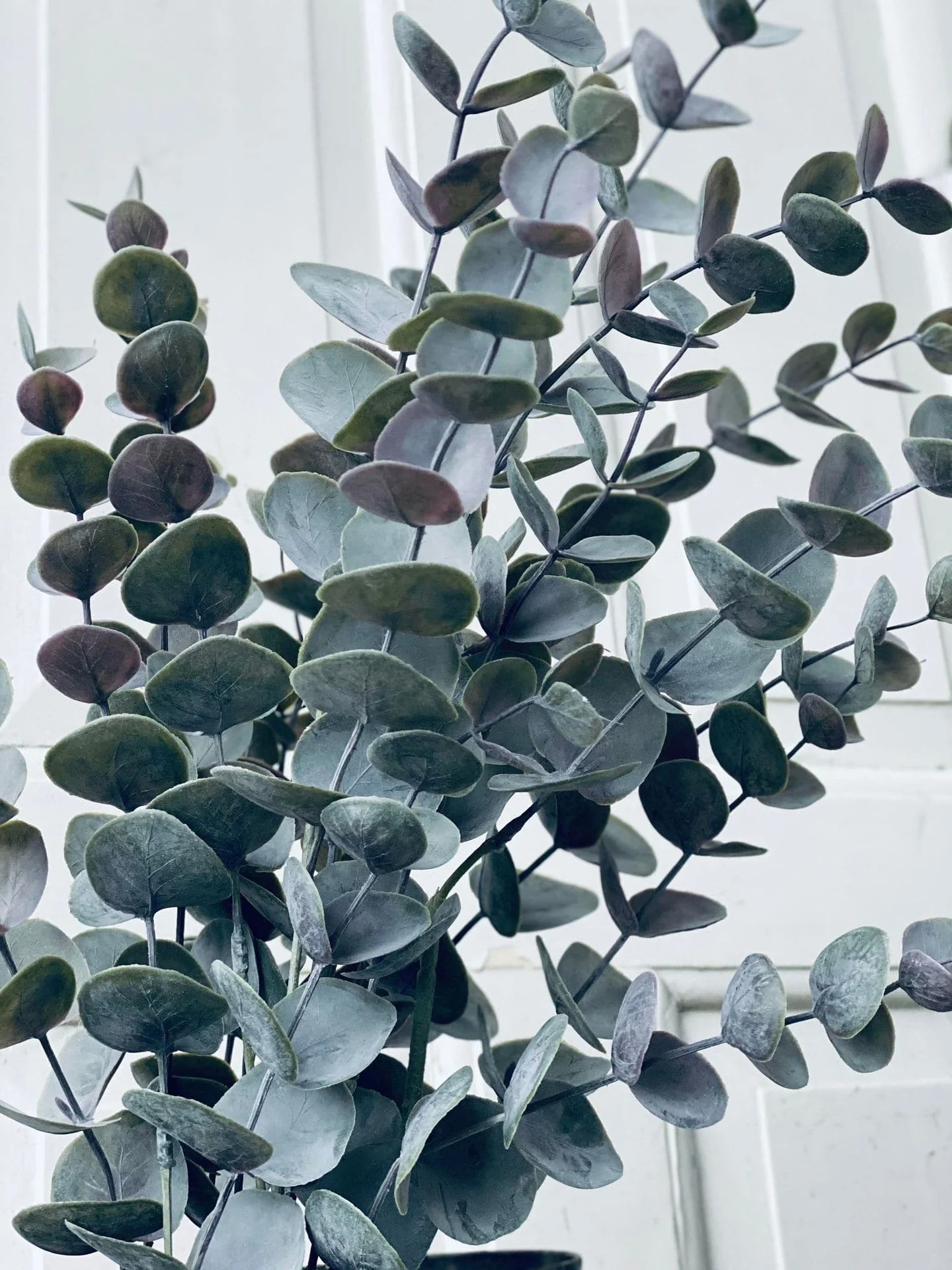 Eukalyptus potteplante - Image 3