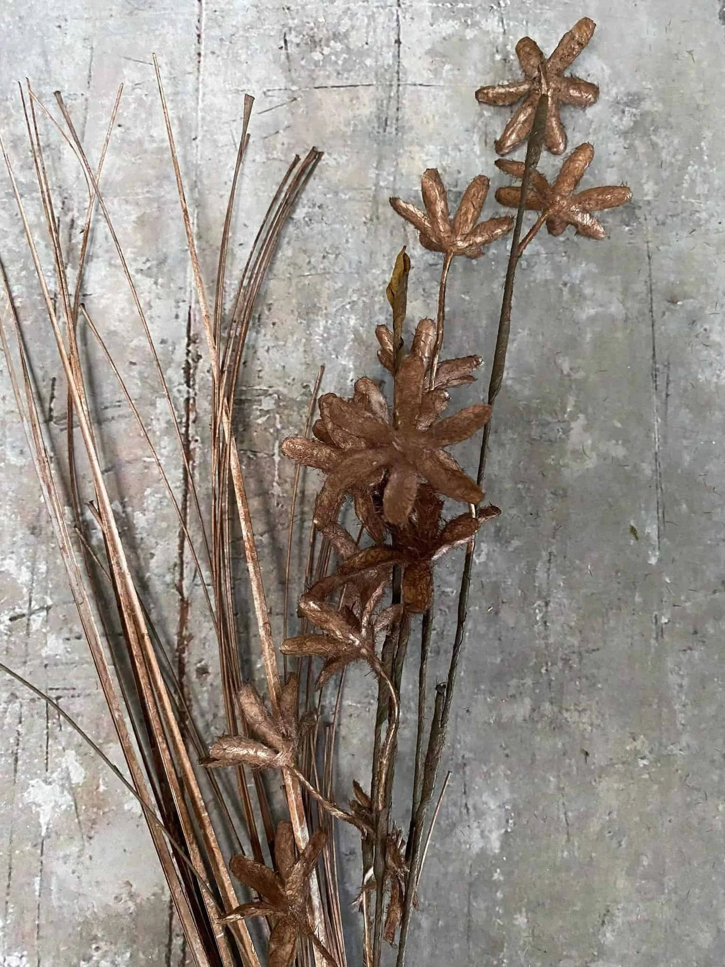 Evighetsblomst – Stilk 60cm Brun - Image 4