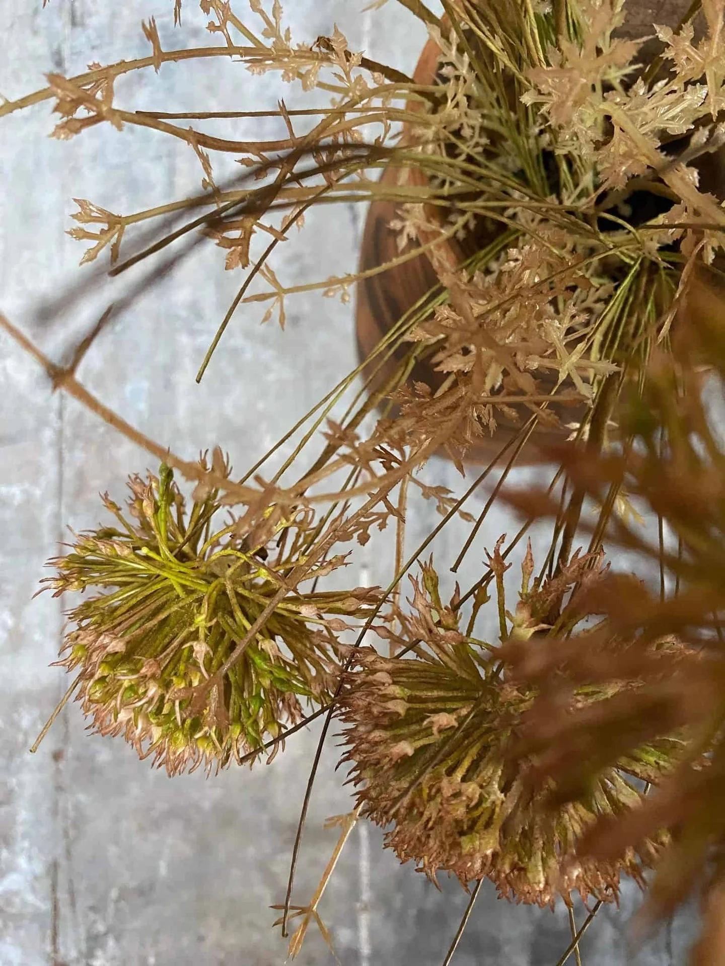 Evighetsblomst – Stilk 60 cm Pom - Image 3