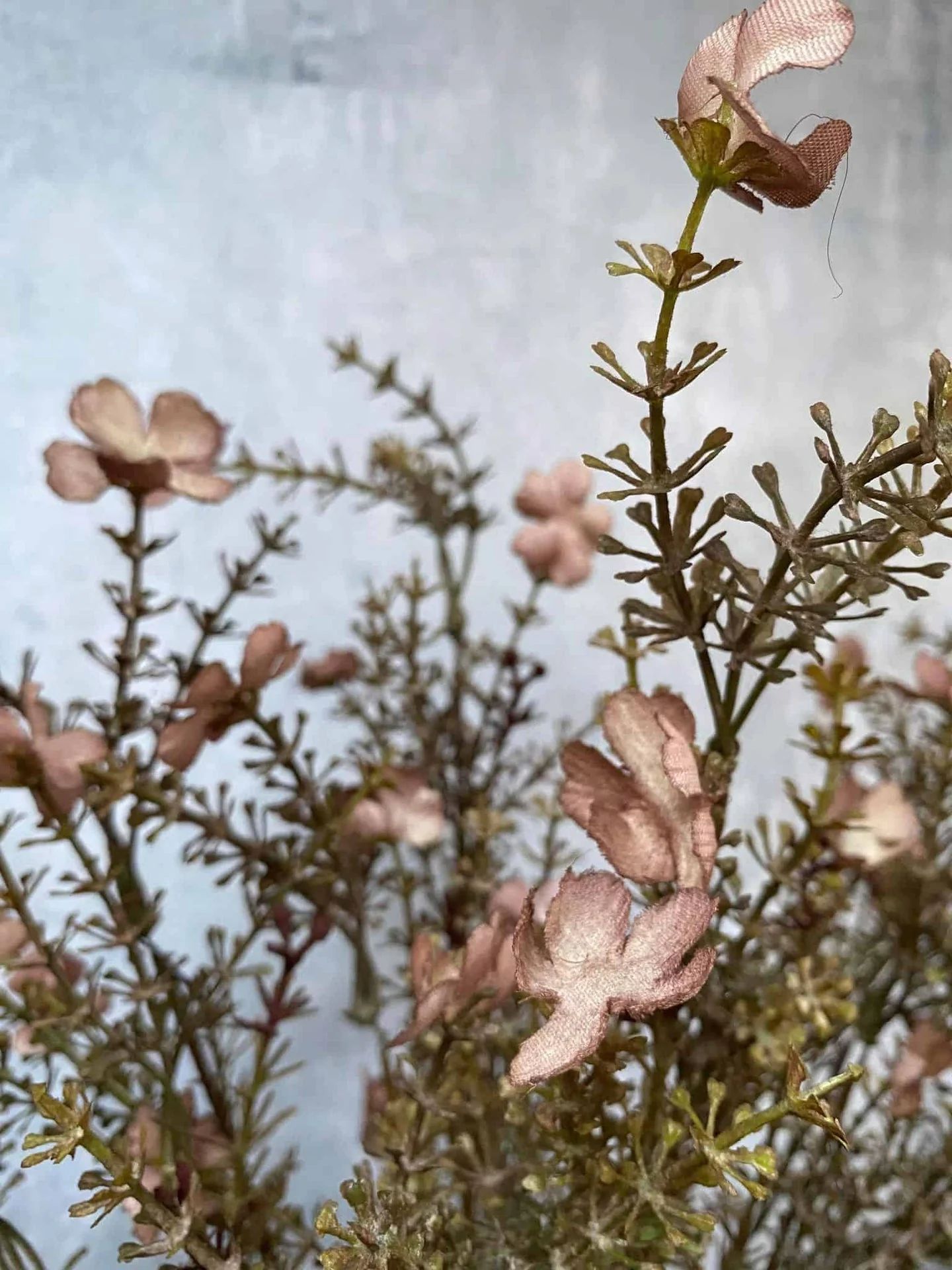 Evighetsblomst – Stilk 60cm Rosa
