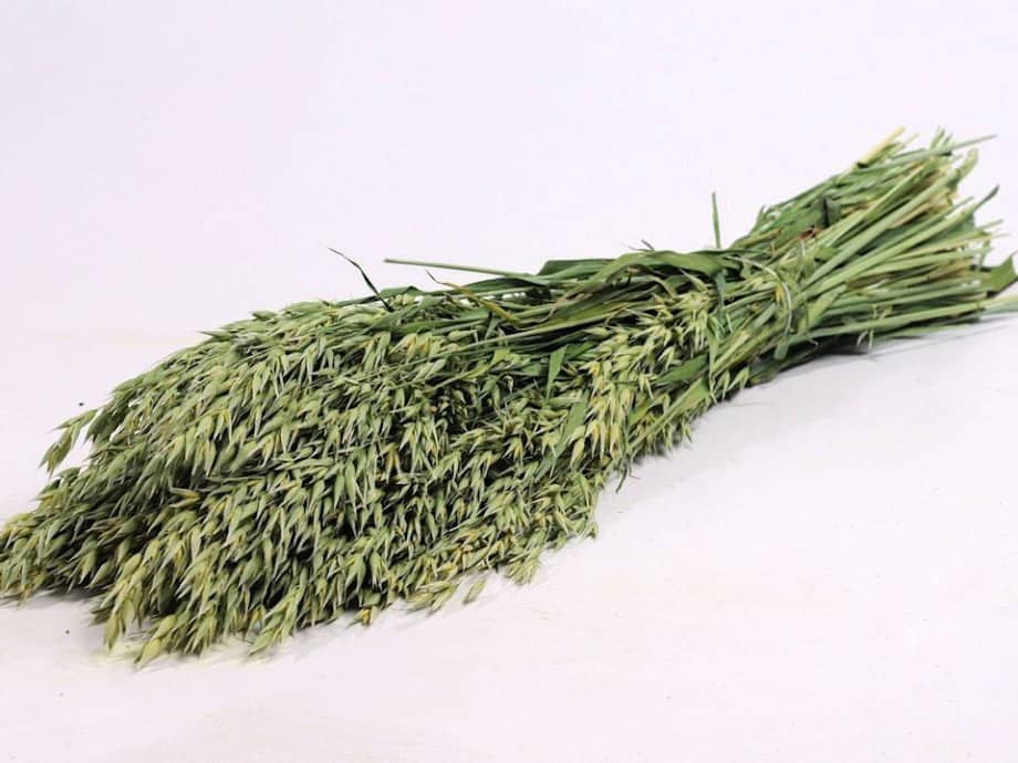 Evighetsbukett - Avena Natur