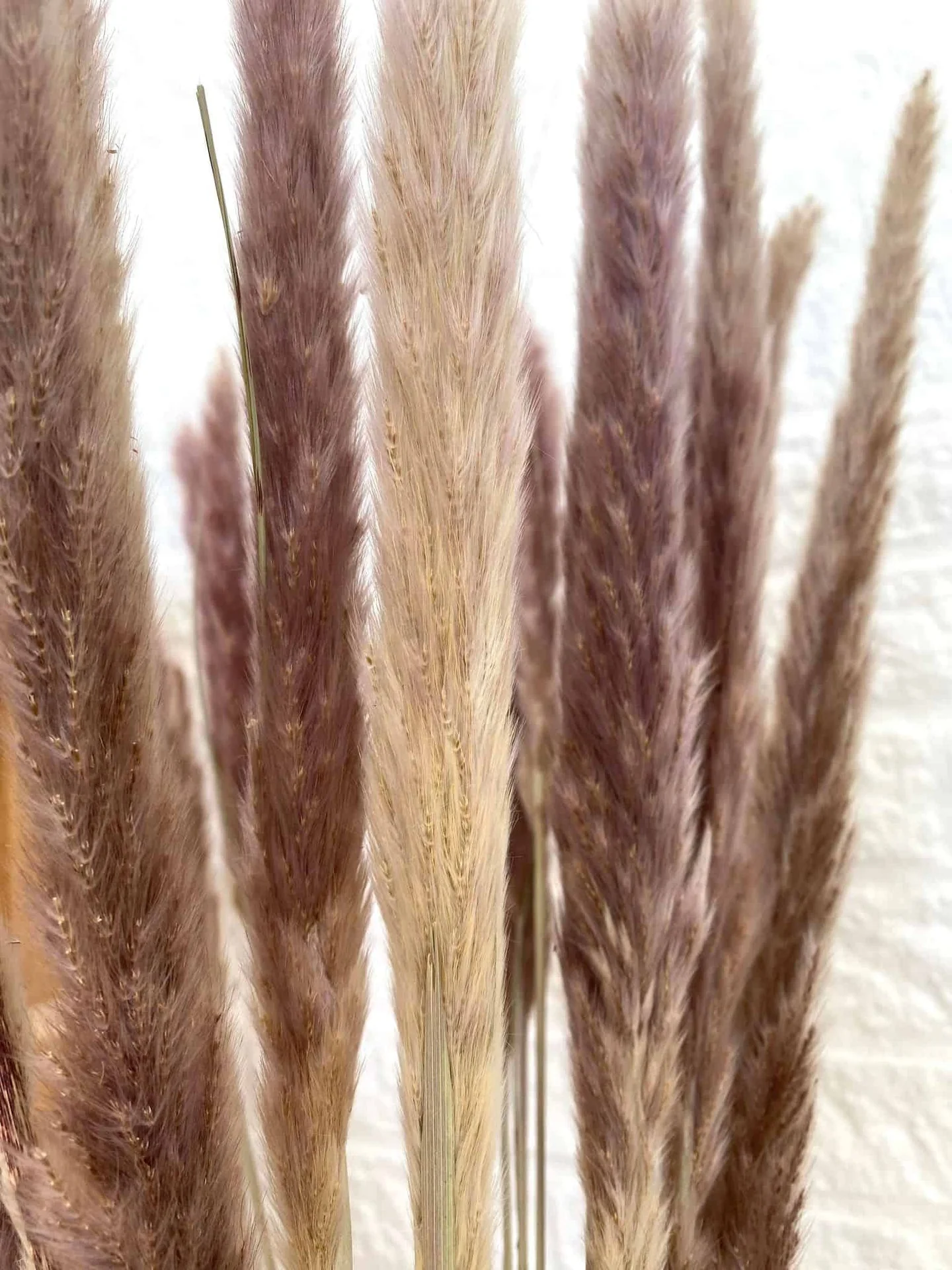 Evighetsbukett - Silver grass Plume natural - Image 2