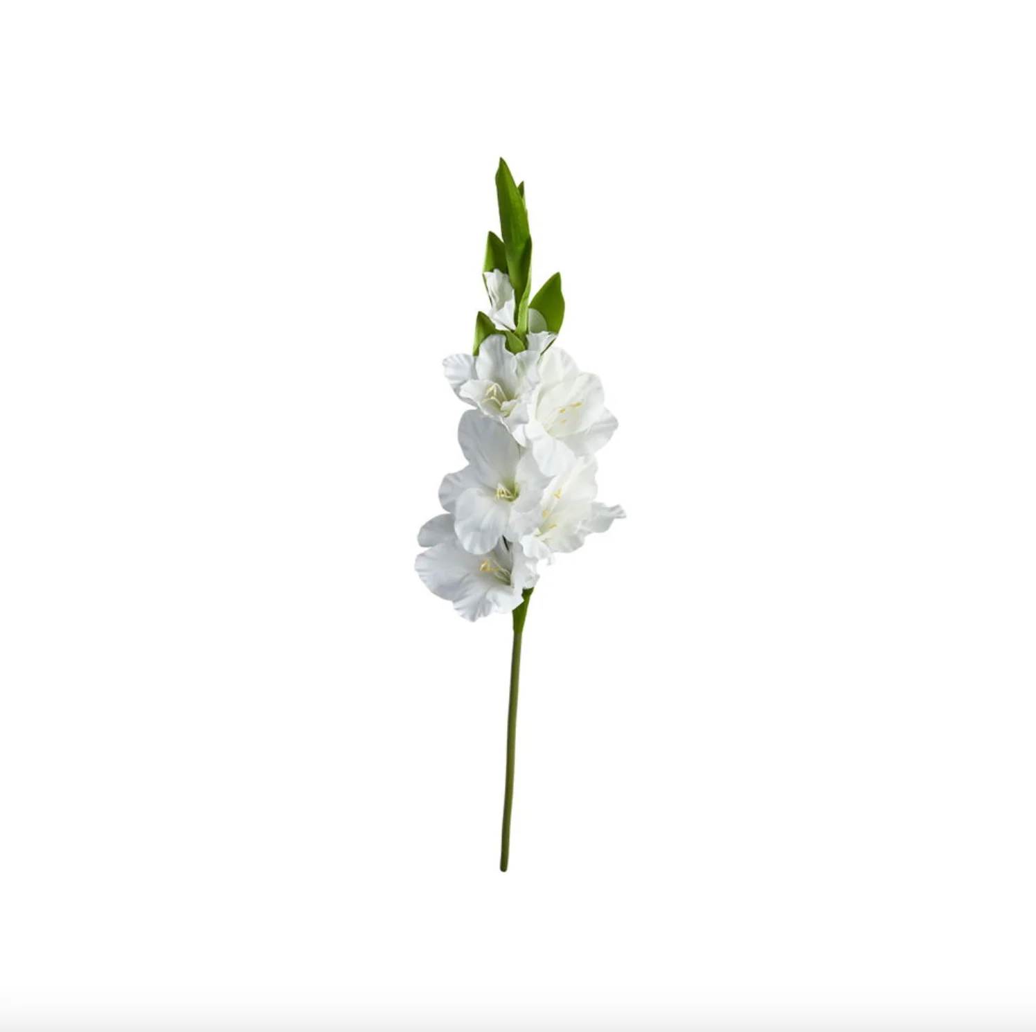 Gladiolus stilk - Image 10