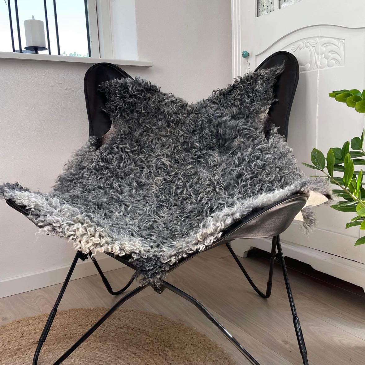 Gotlandsk lammeskinn med vakre krøller - Image 3