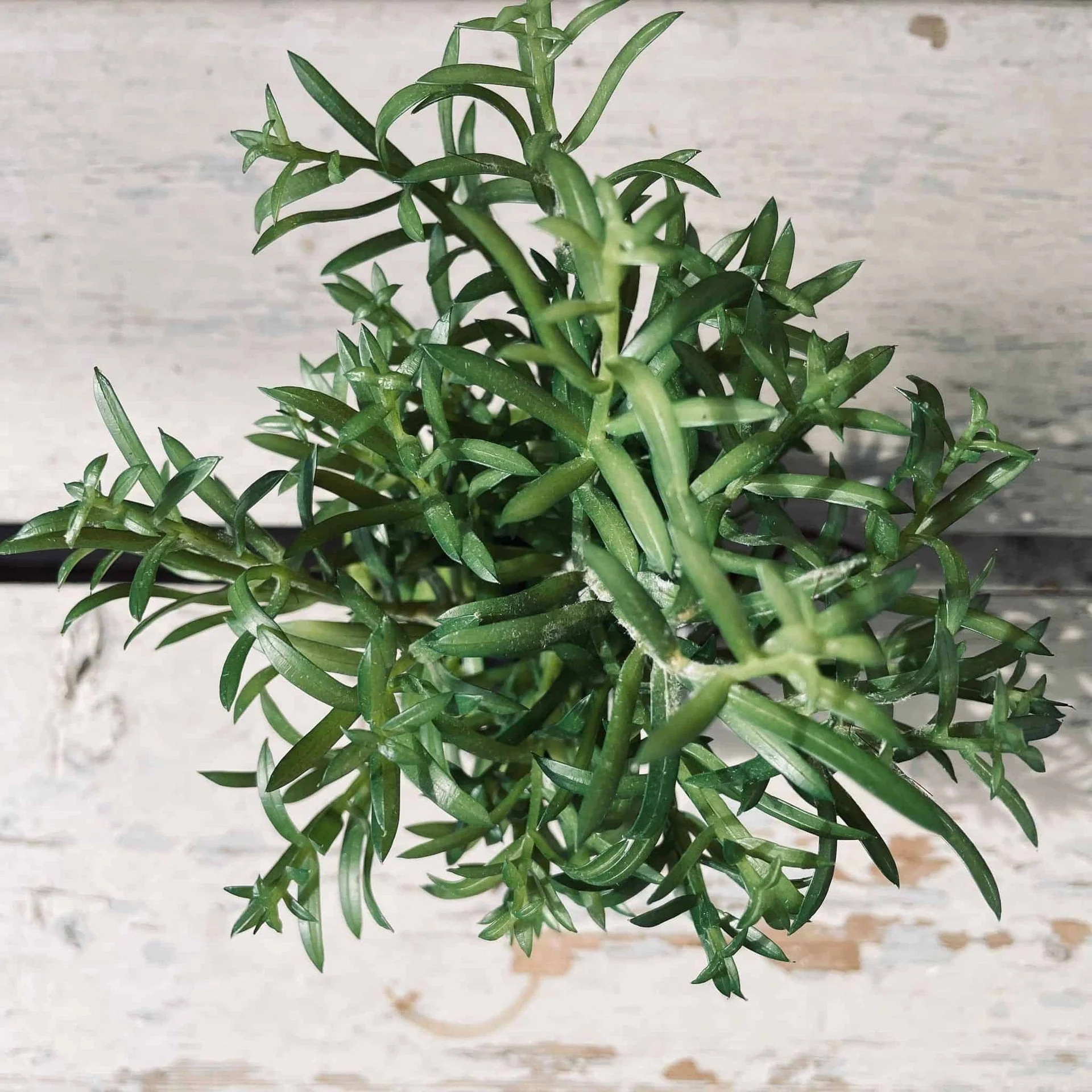 Gressplante med rot - Image 3