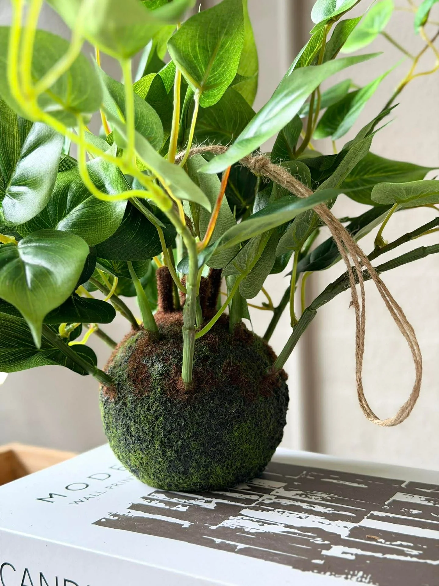Hengeplante hjerte philodenron - Image 7