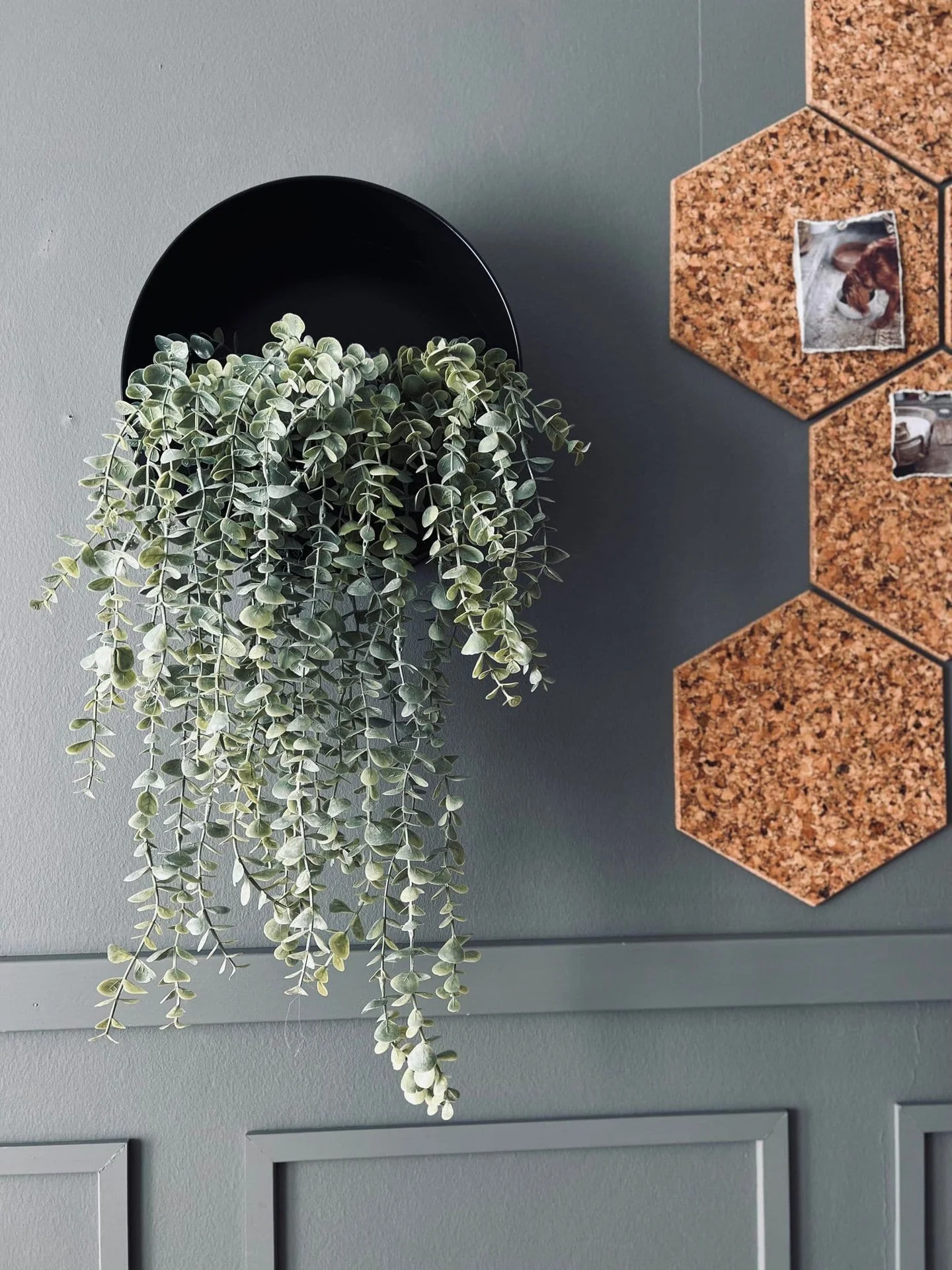 Hengeplante - Mint XL - Image 3