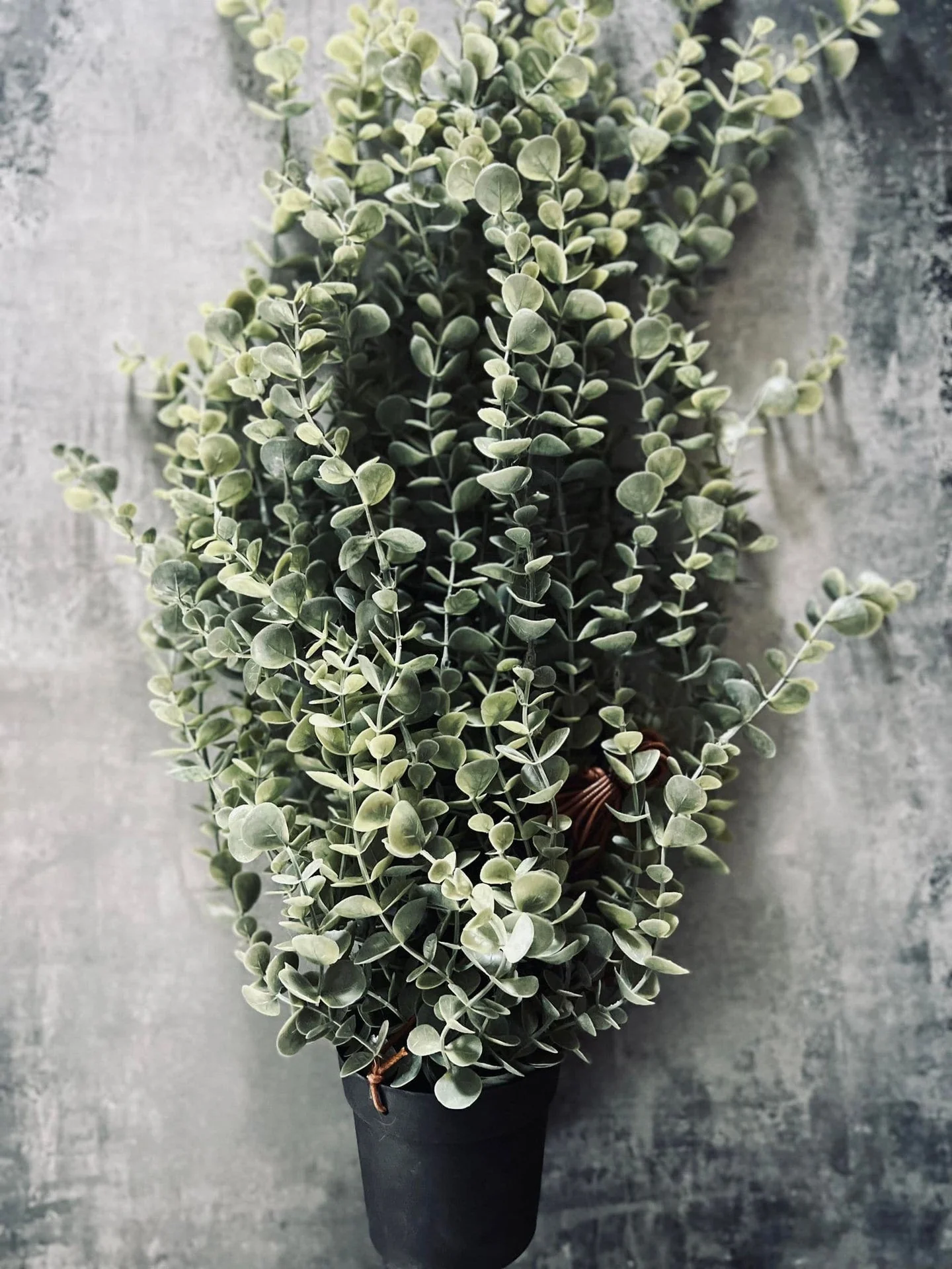 Hengeplante - Mint XL - Image 4