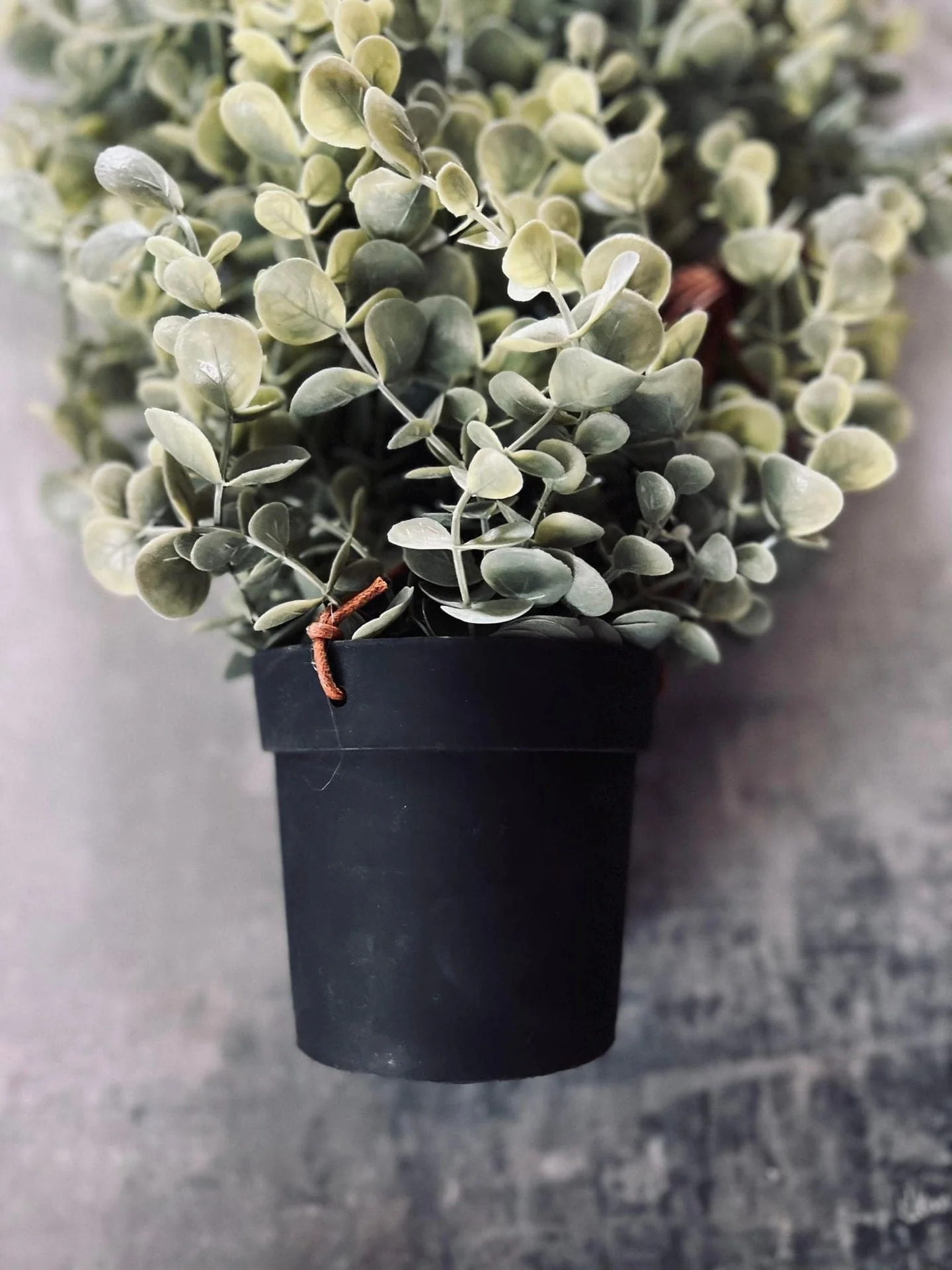 Hengeplante - Mint XL - Image 5