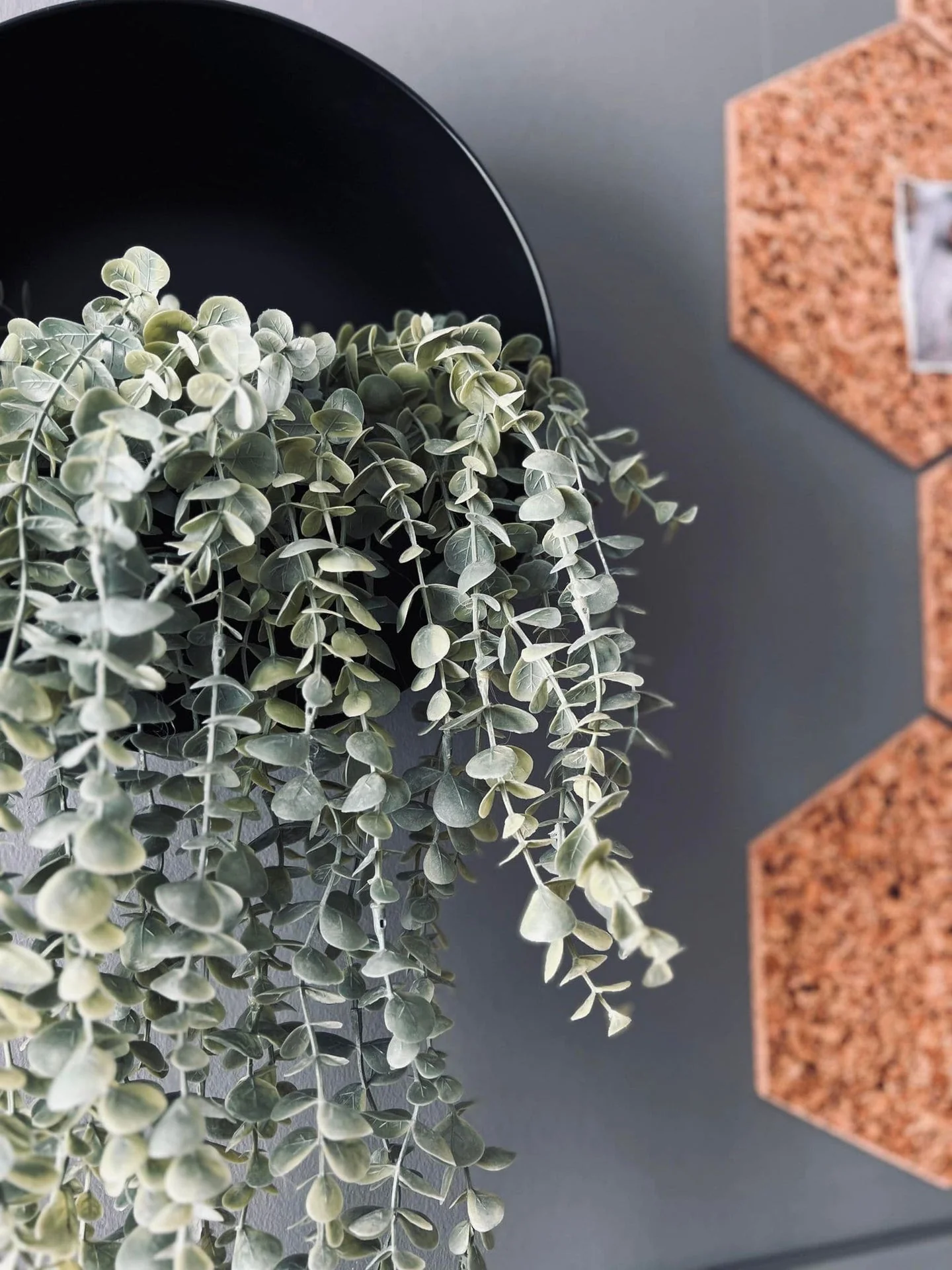 Hengeplante - Mint XL - Image 6