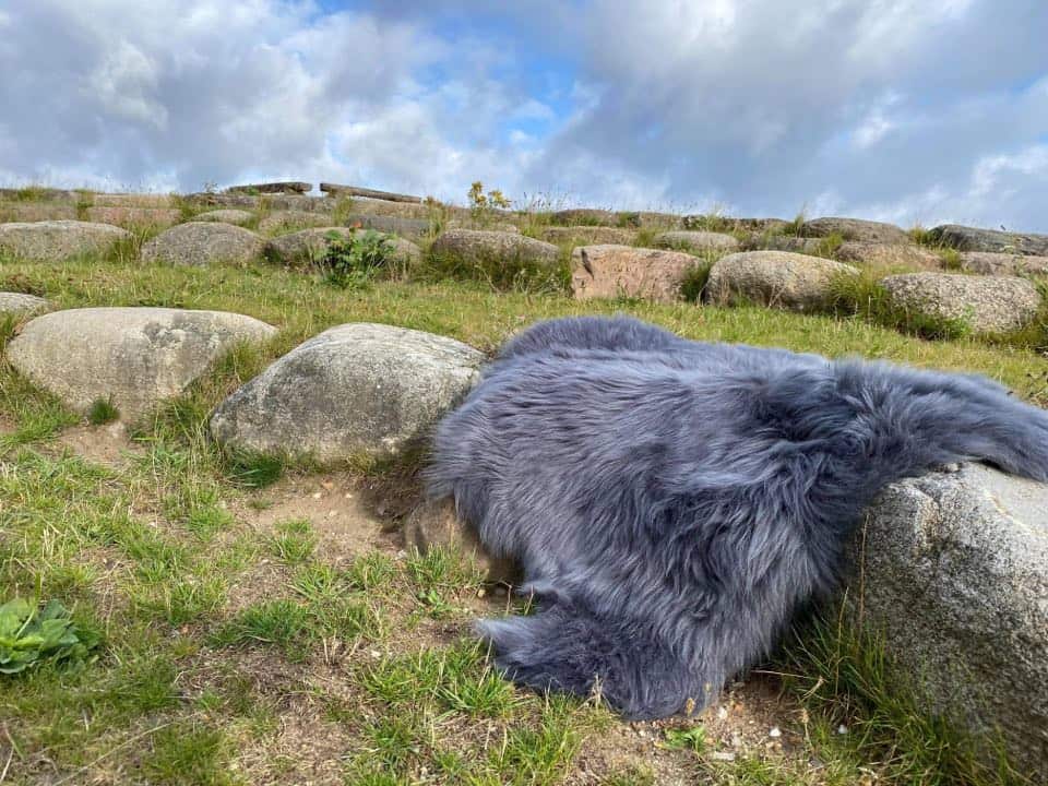 Lammeskinn Langhåret Himalaya – Dark Grey - Image 2