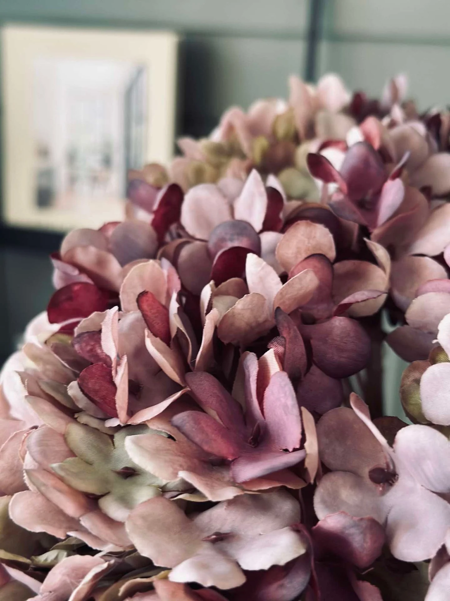 Hortensia Old Rose - Image 4