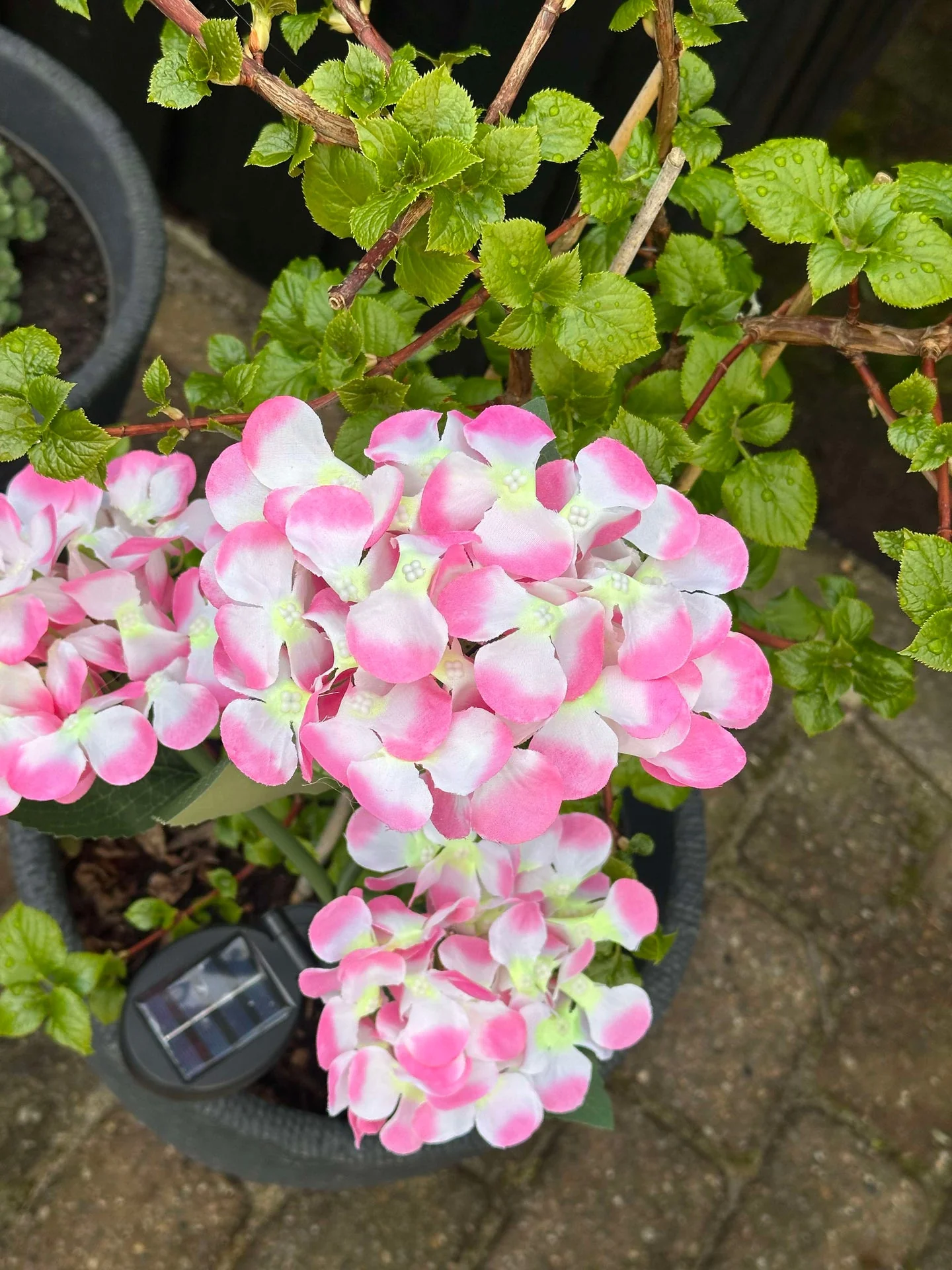 Hortensia med solceller – Lys rosa - Image 11