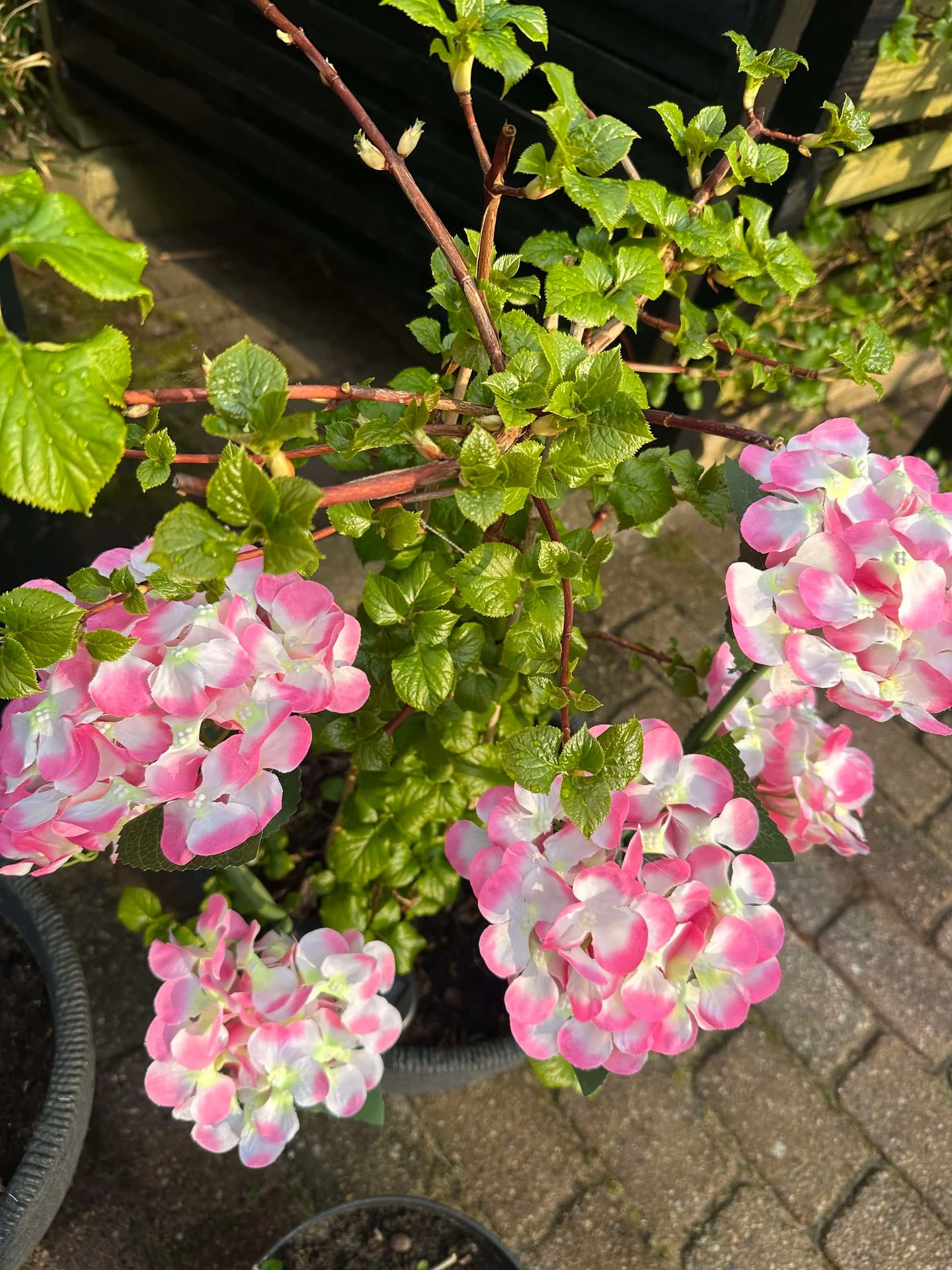 Hortensia med solceller - Image 10