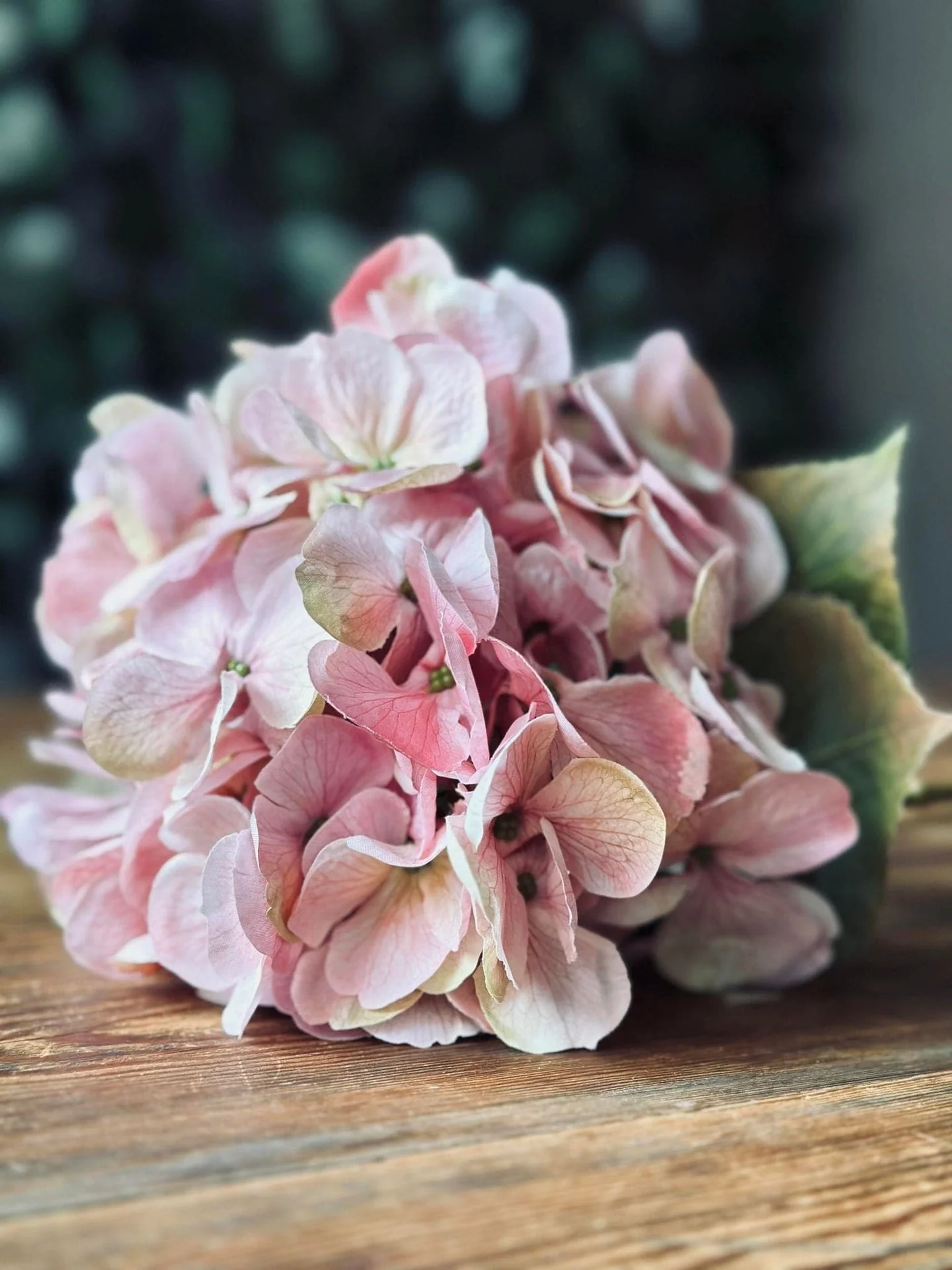 Hortensia Rosa - Image 2