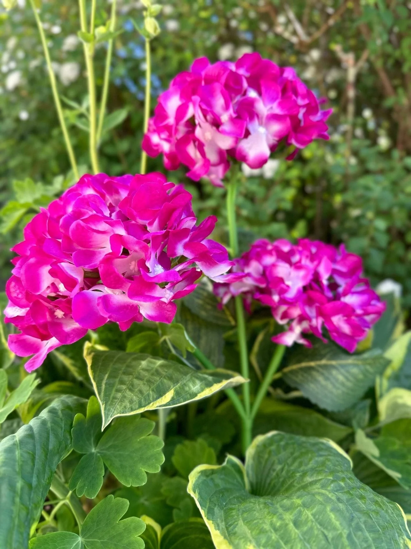 Hortensia med solceller – Rosa - Image 11