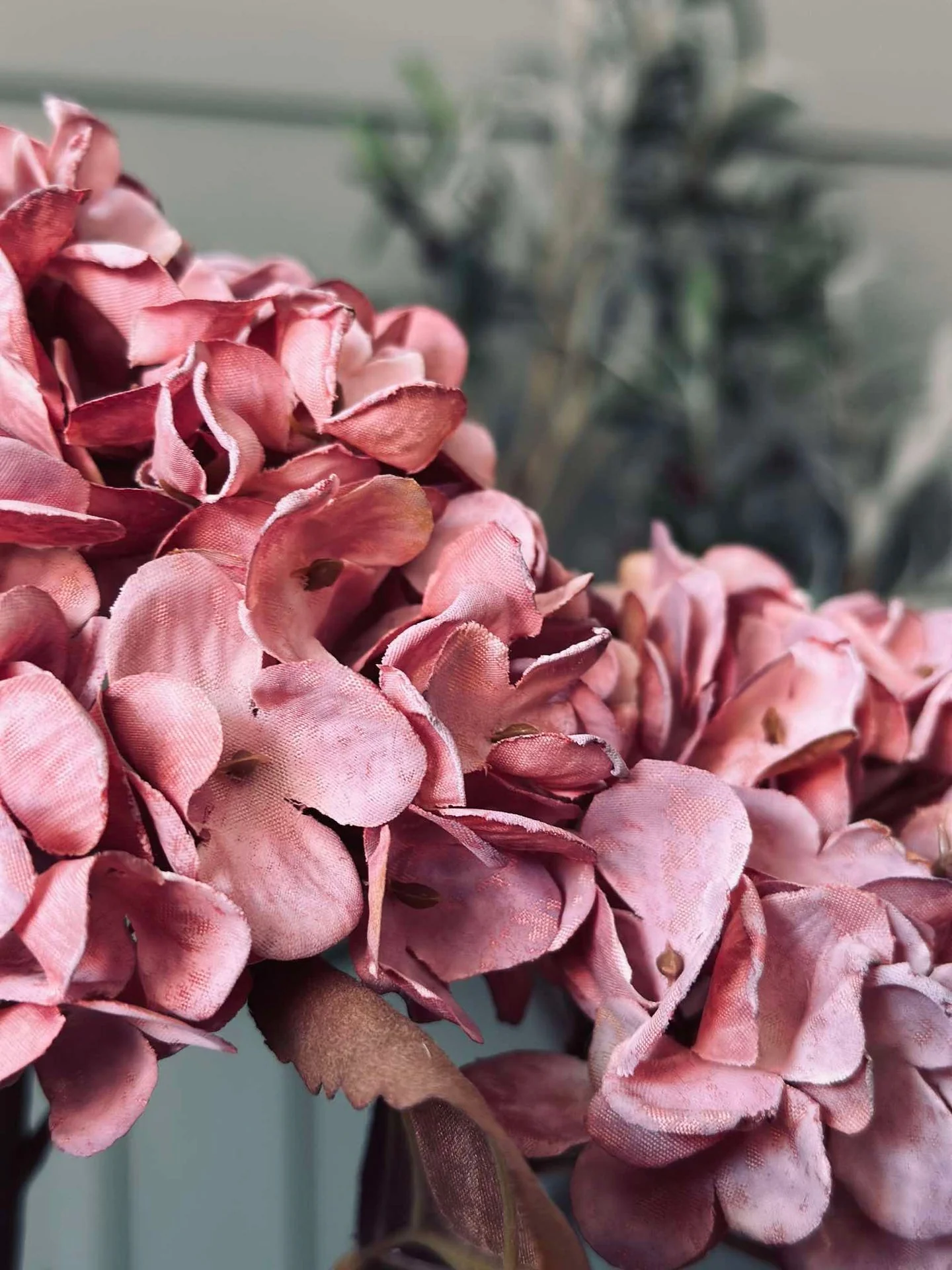 Hortensia stilk - Image 4