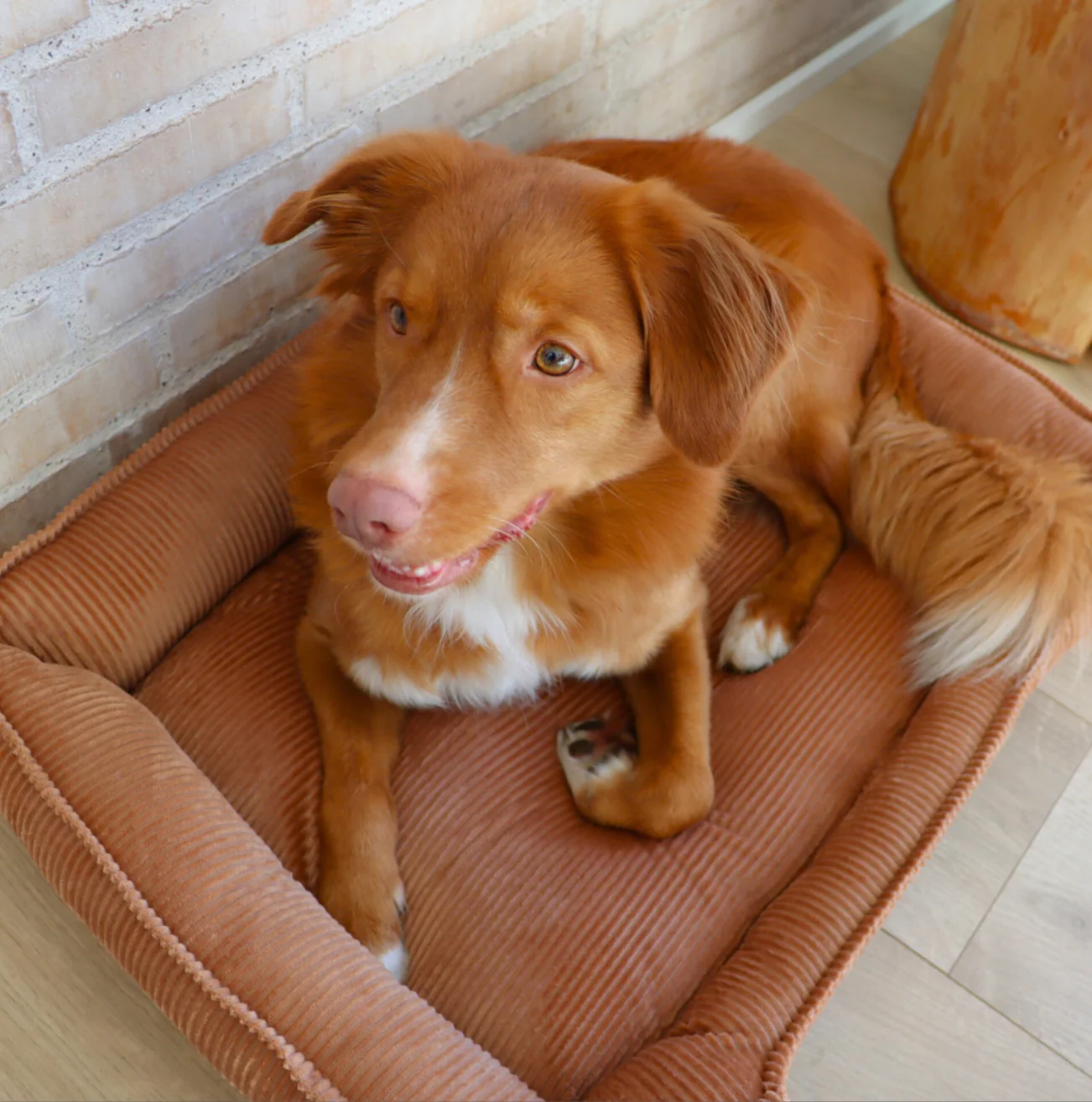 Hundekurv i fløyel 70x52cm - Image 5