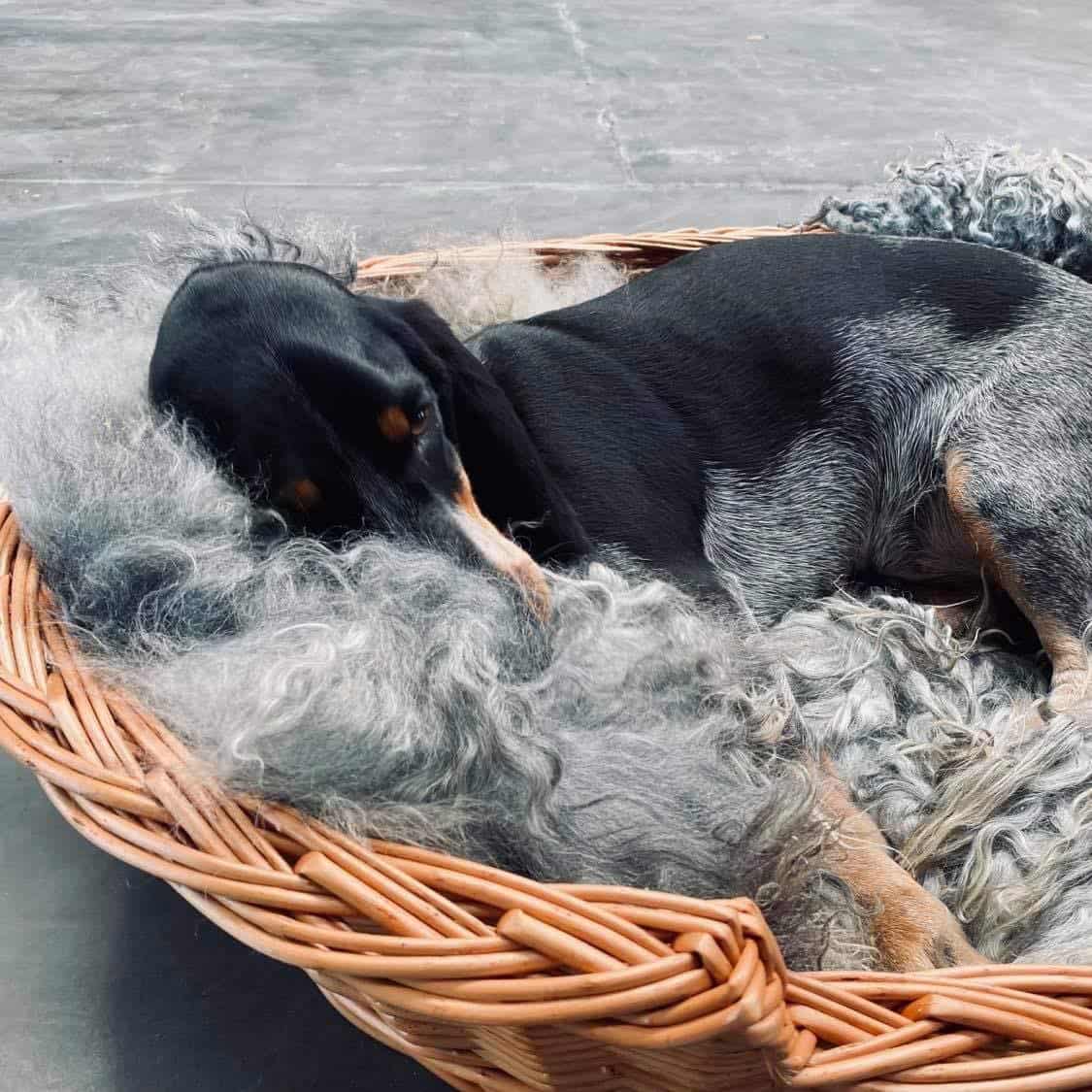 Hundekurv i kraftig rattan - Stor - Image 3