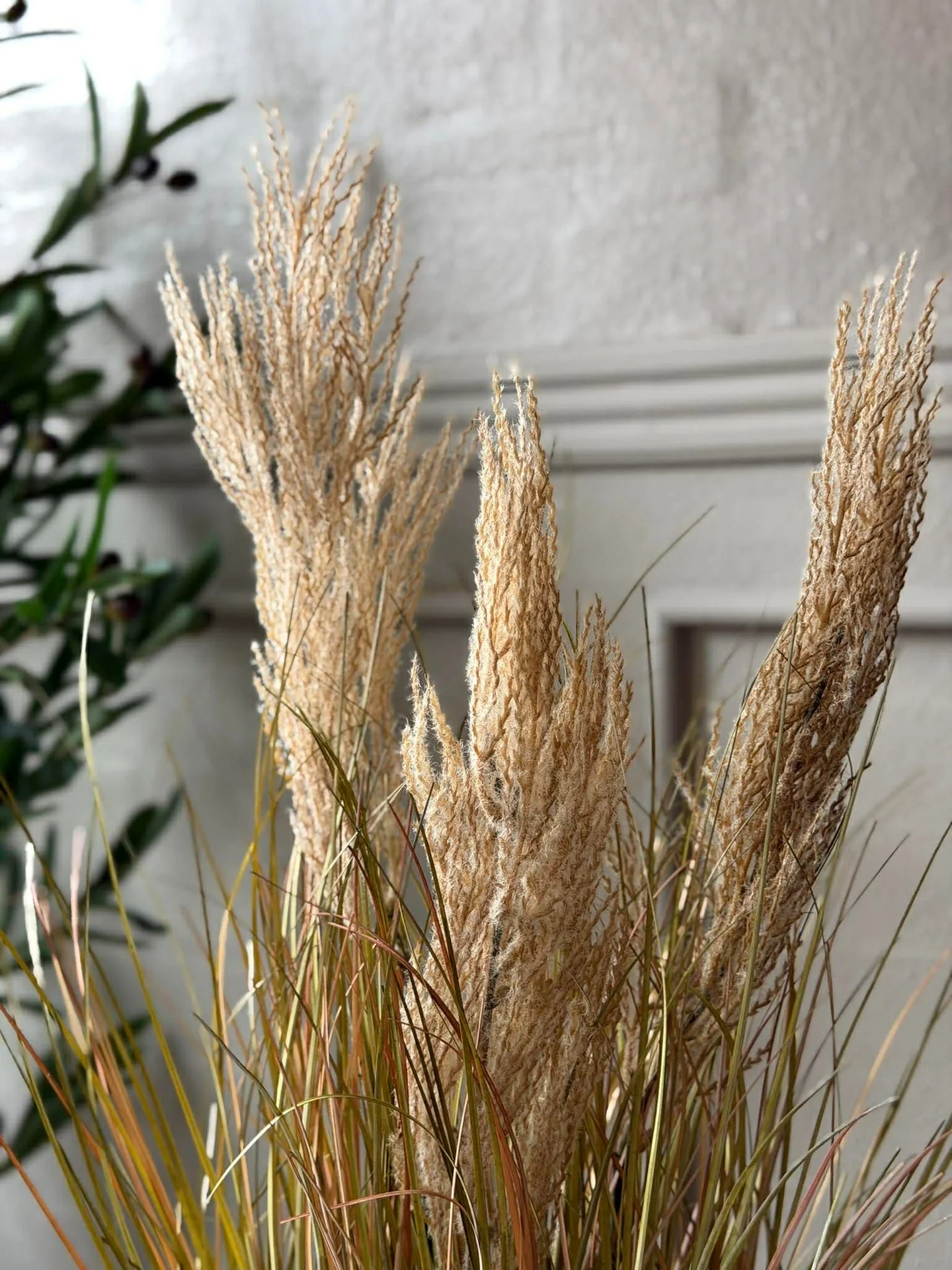 Pampas i potte til innendørs og utendørs - 60 cm - Image 4