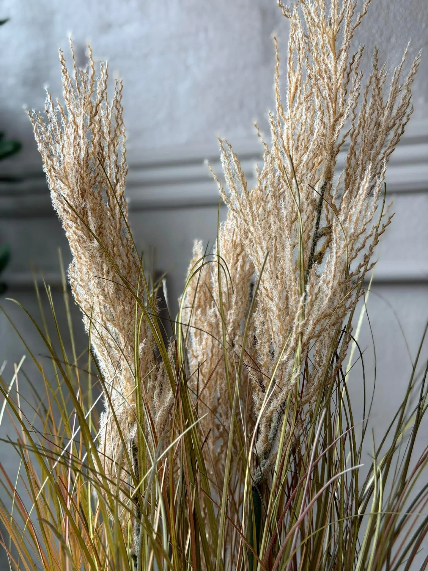 Pampas i potte til innendørs og utendørs - 60 cm - Image 6