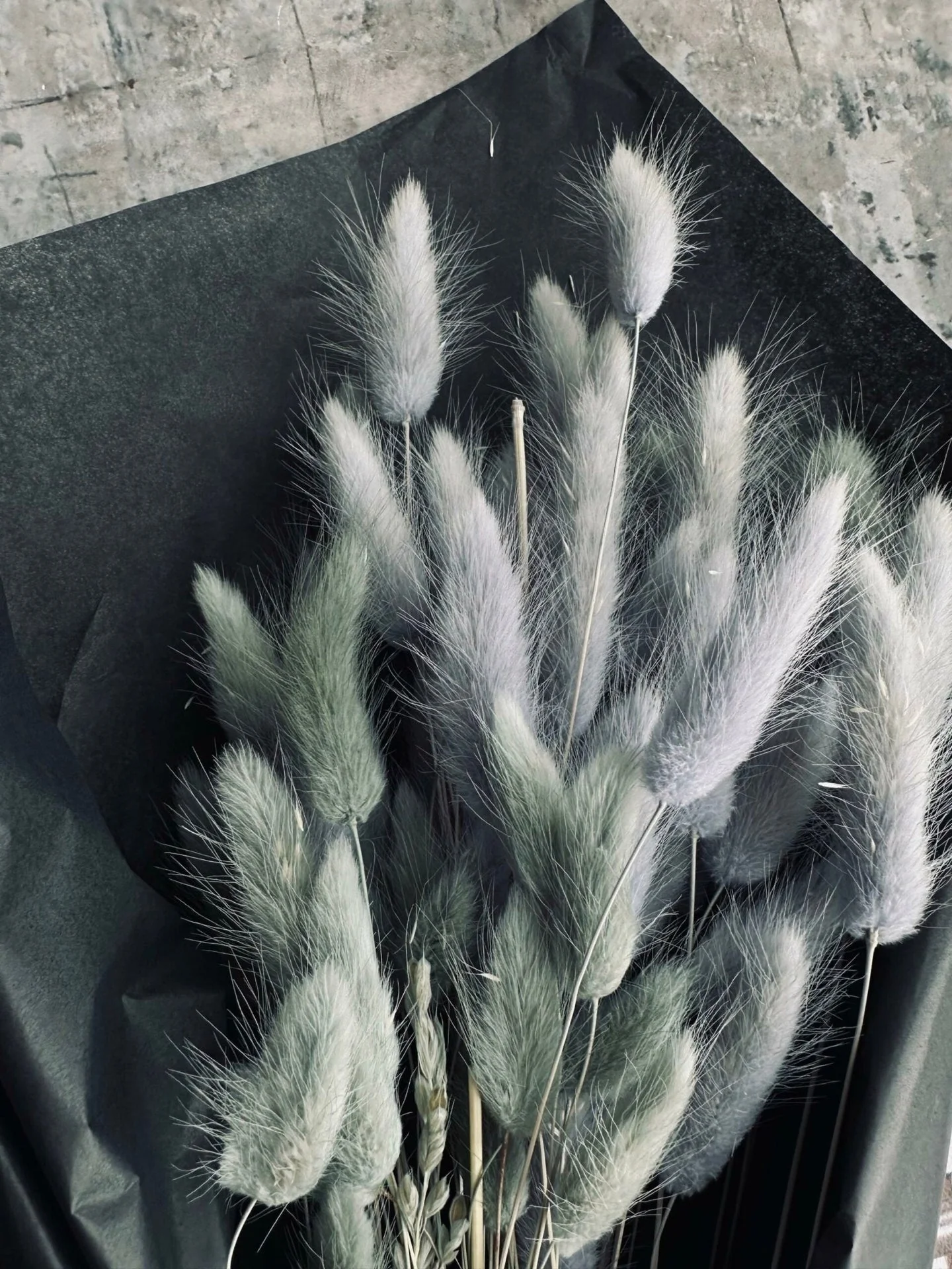 Lagurus – grey mist - Image 2