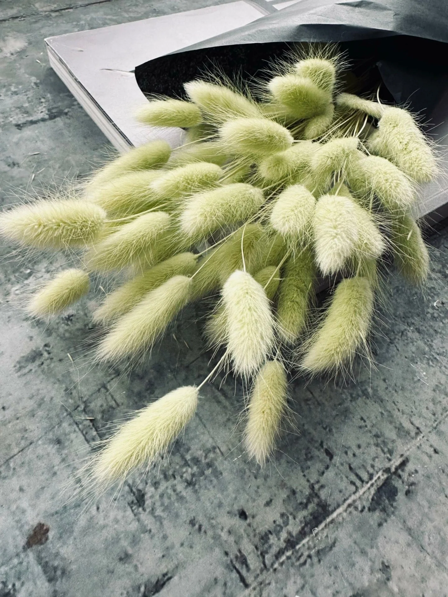Lagurus – Lime - Image 2