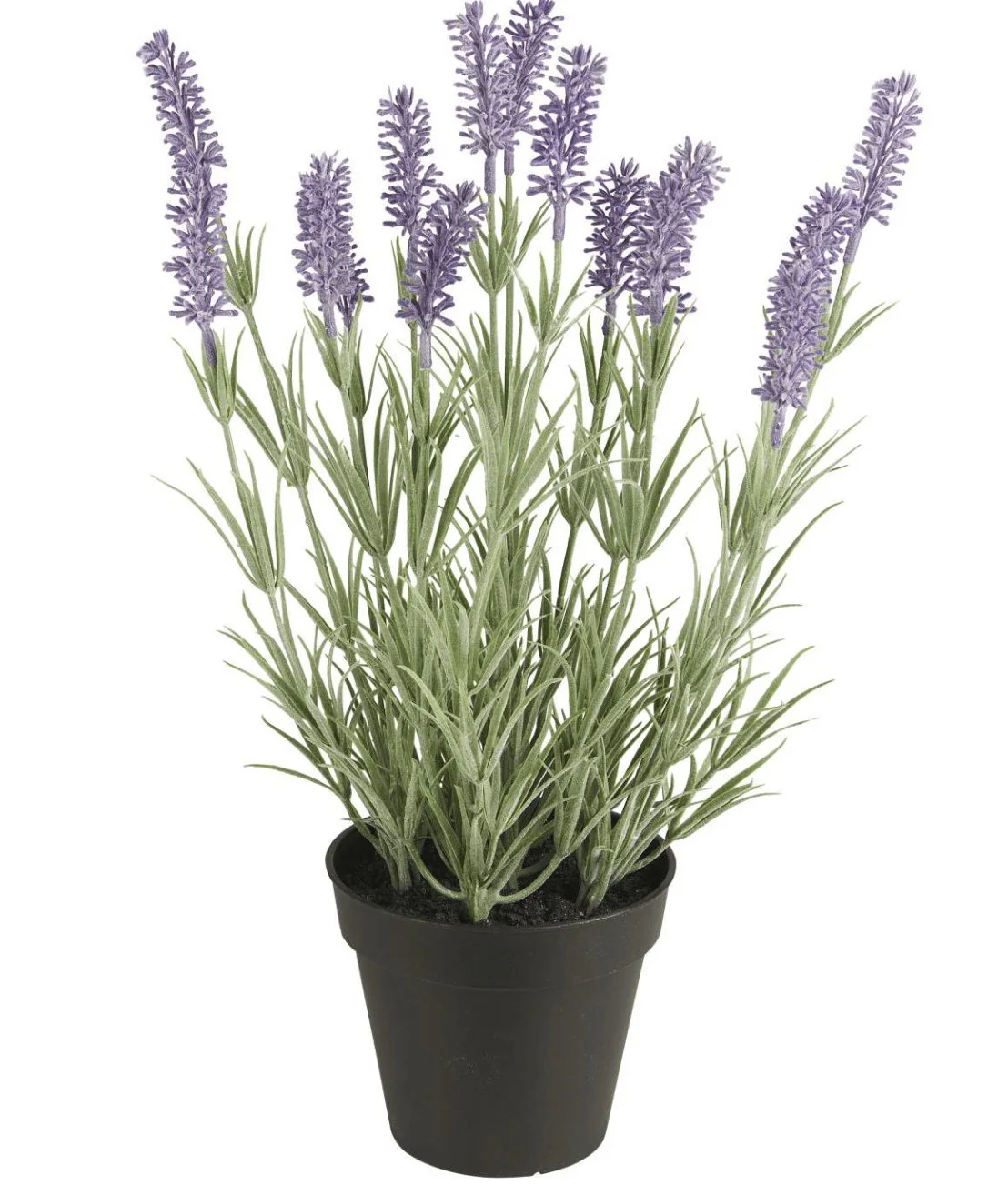Lavendel – 40 cm - Image 2