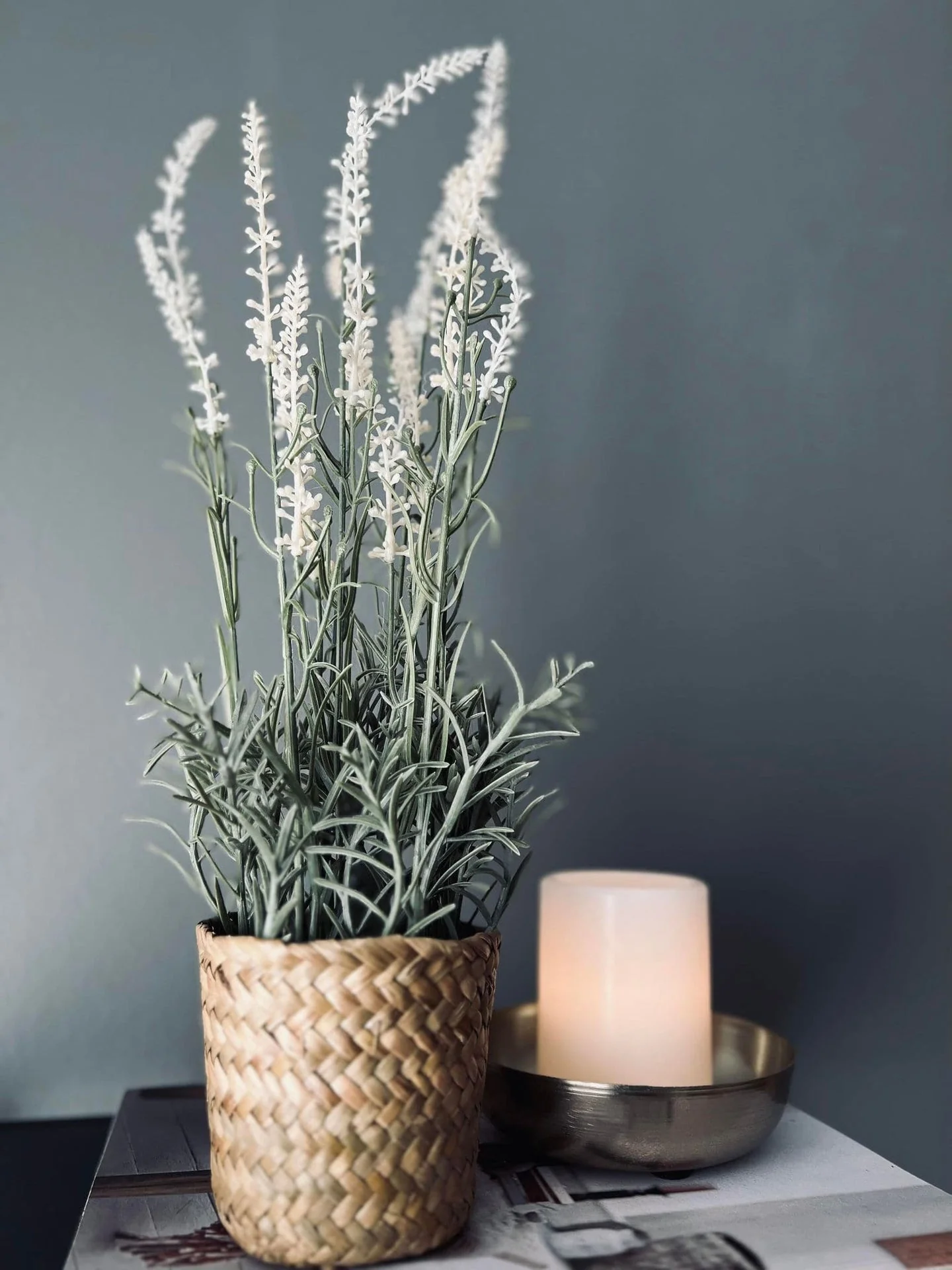 Lavendel i naturpotte - Hvit