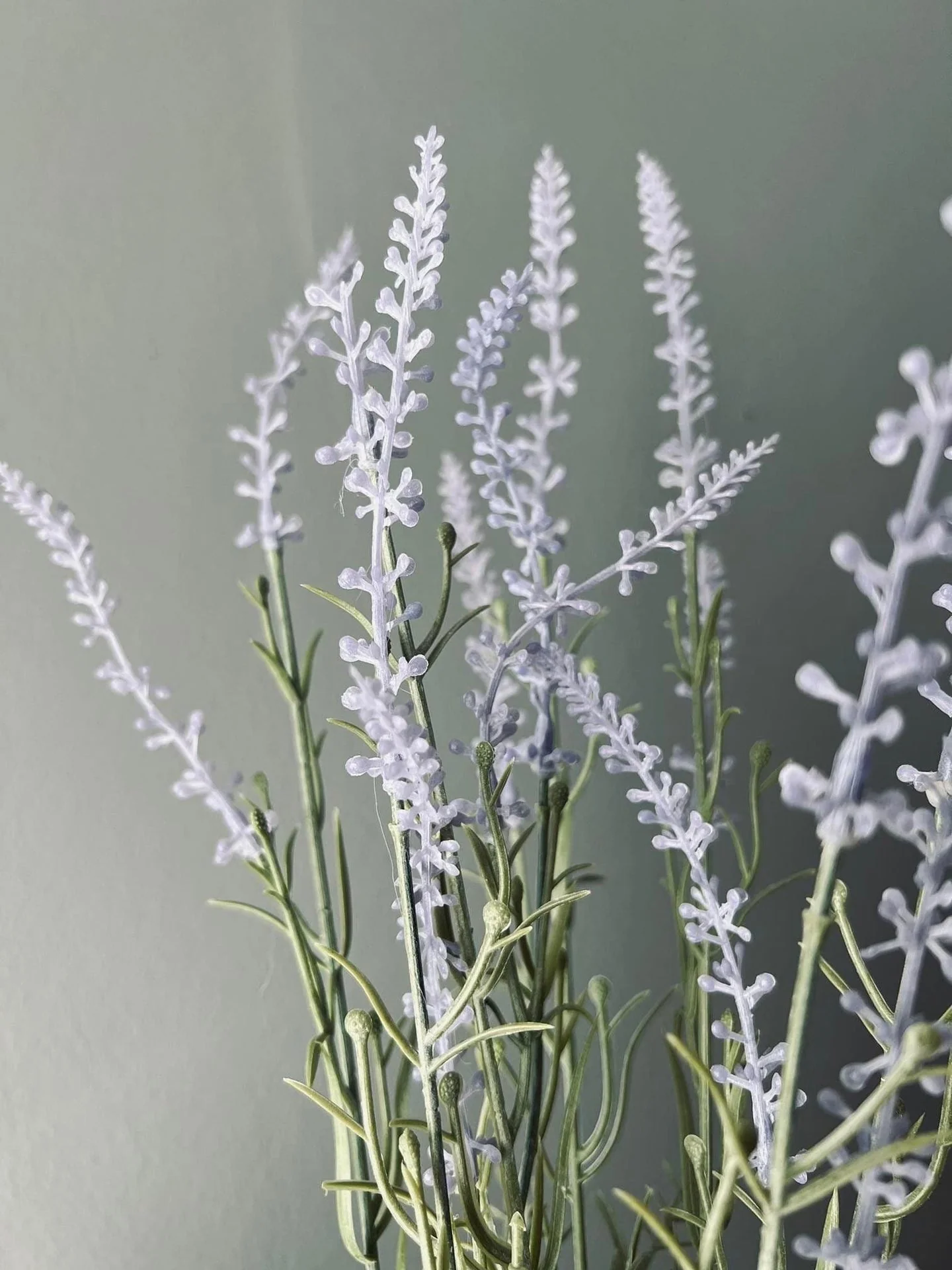 Lavendel i naturpotte - Lys lilla - Image 3
