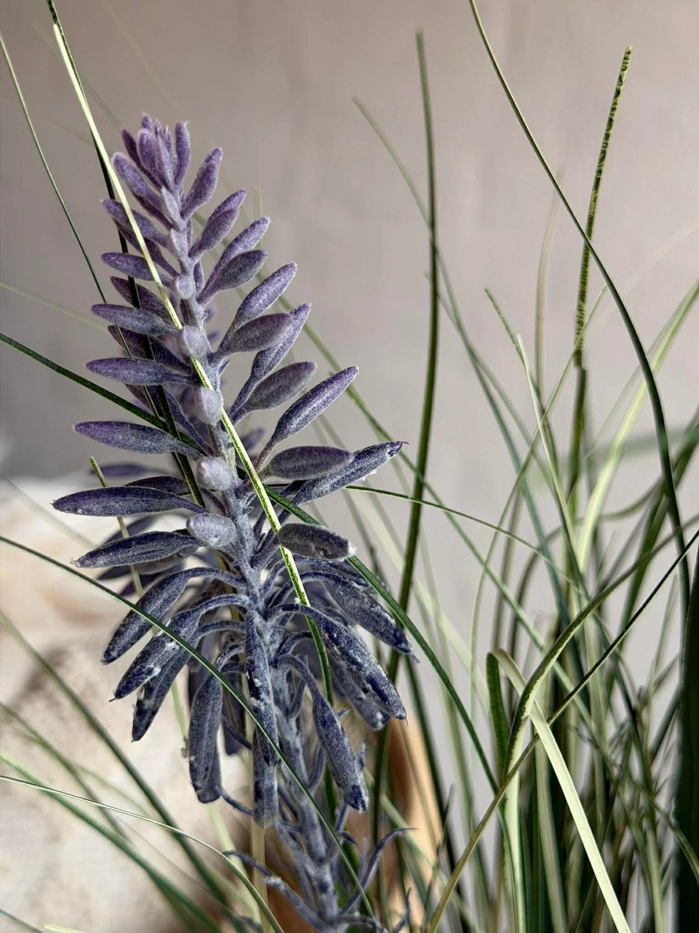 Lupin i bukett til inne og ute - 70 cm - Image 9