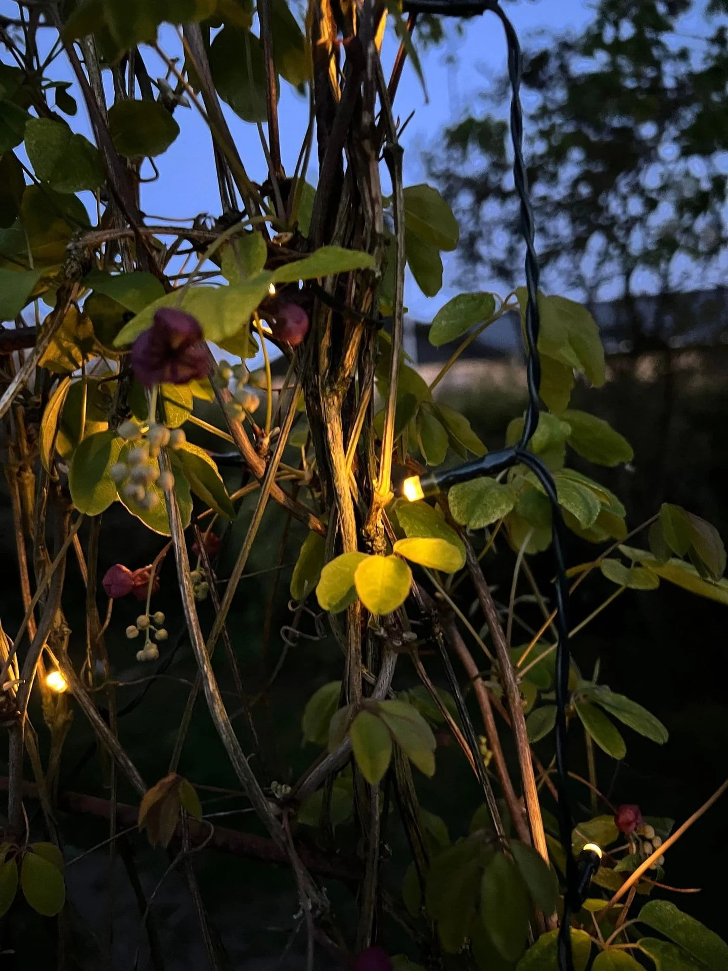 Lyskjede med 50 LED-lys - solceller - Ekstra kraftig - Image 13