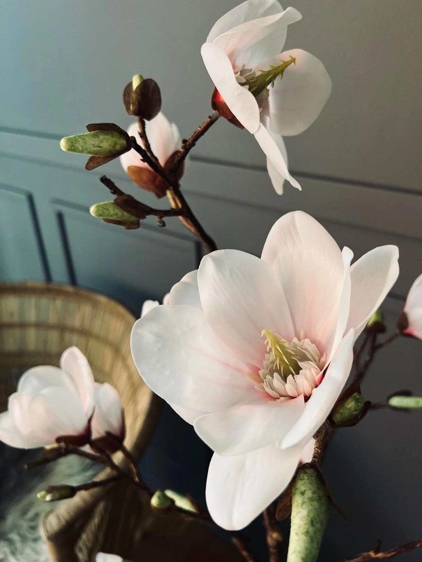 Magnoliatre i potte - 120 cm - Image 4