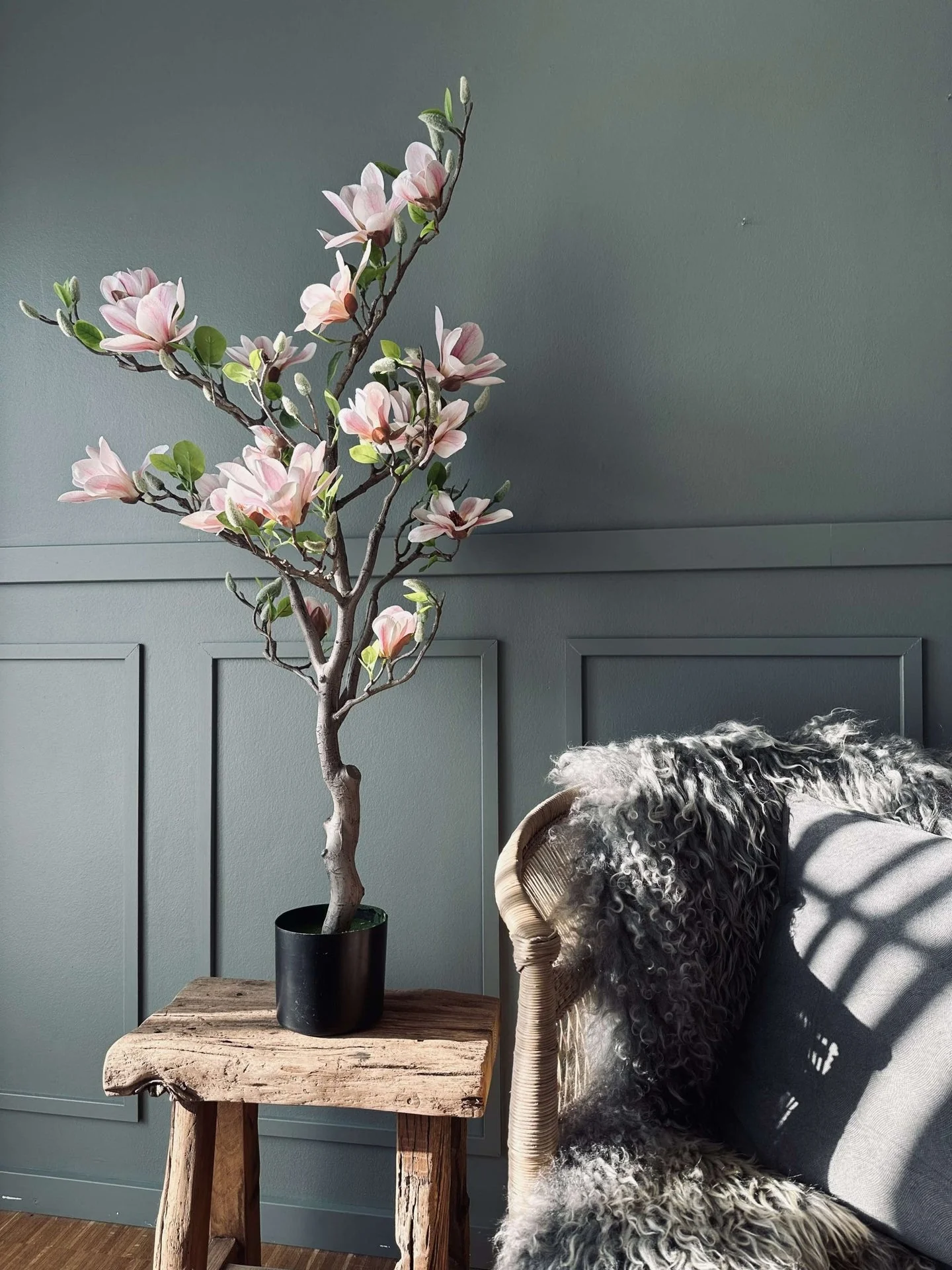 Magnoliatre i potte - 120 cm Rosa - Image 4