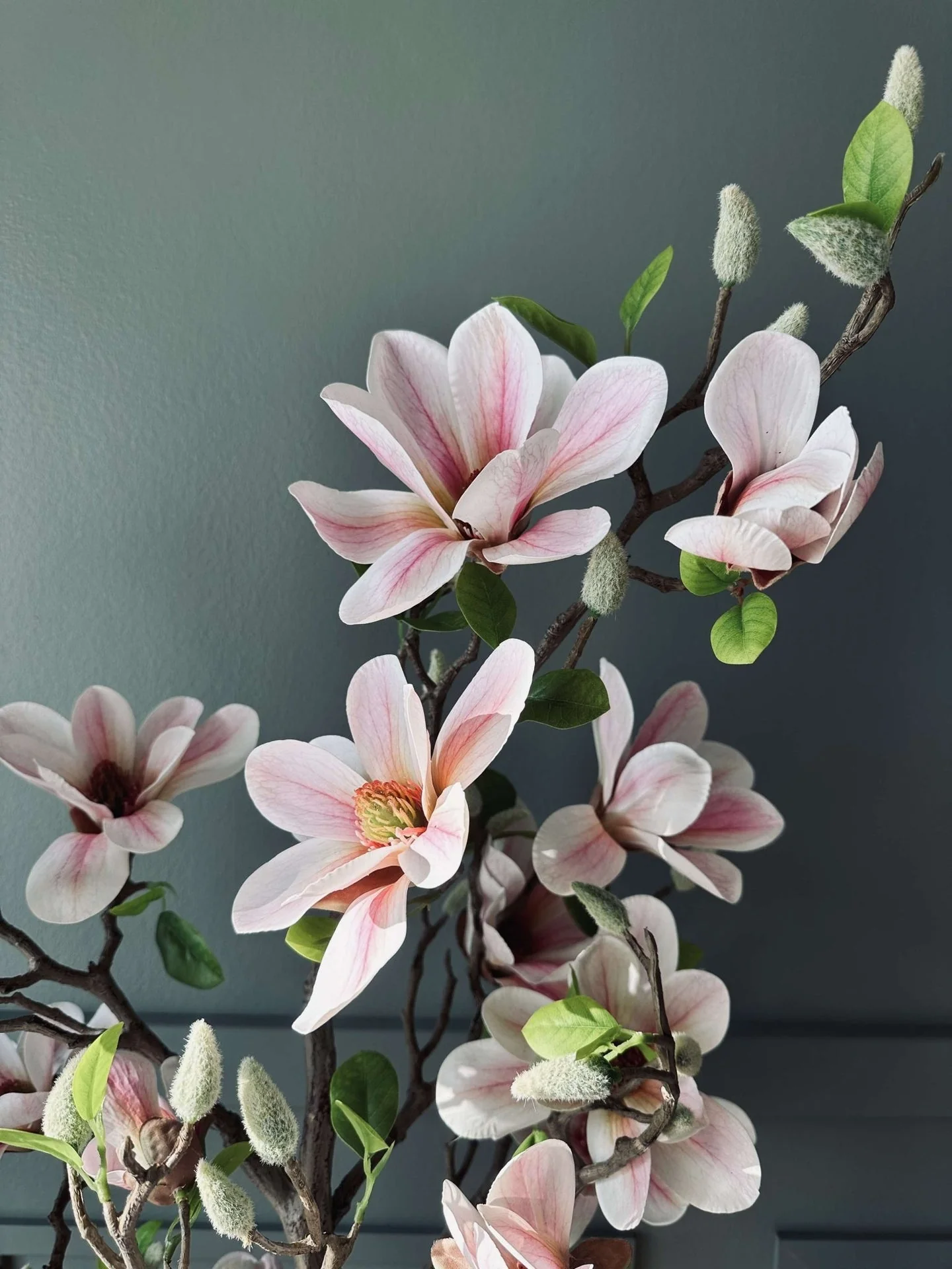 Magnoliatre i potte - 120 cm Rosa - Image 5