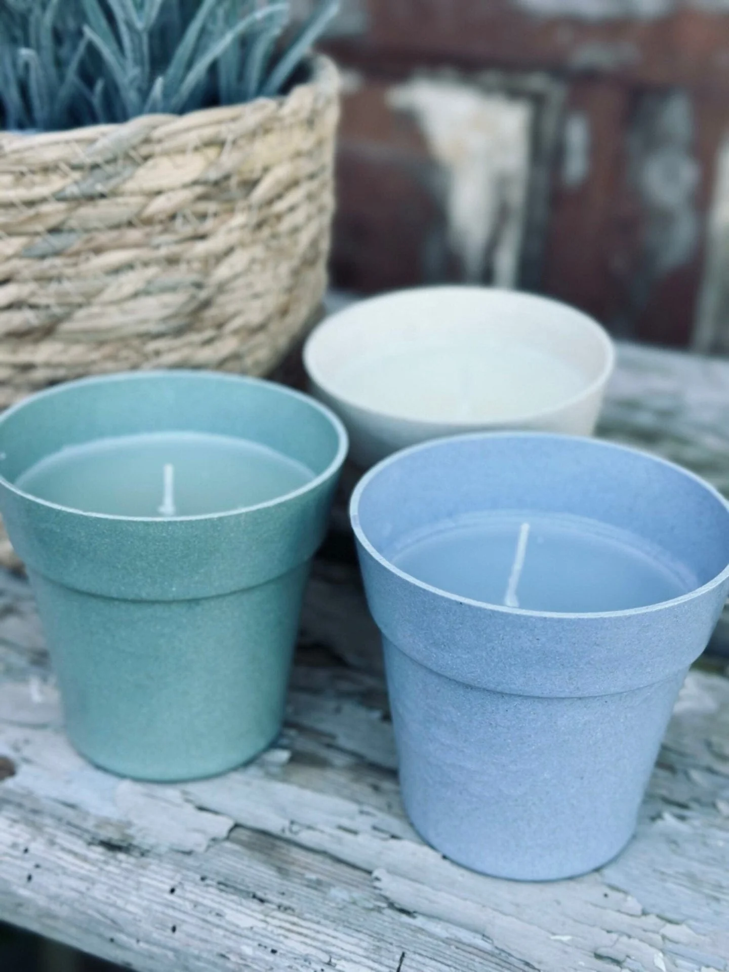 Mygglys – Citronella i biopotte - Image 2