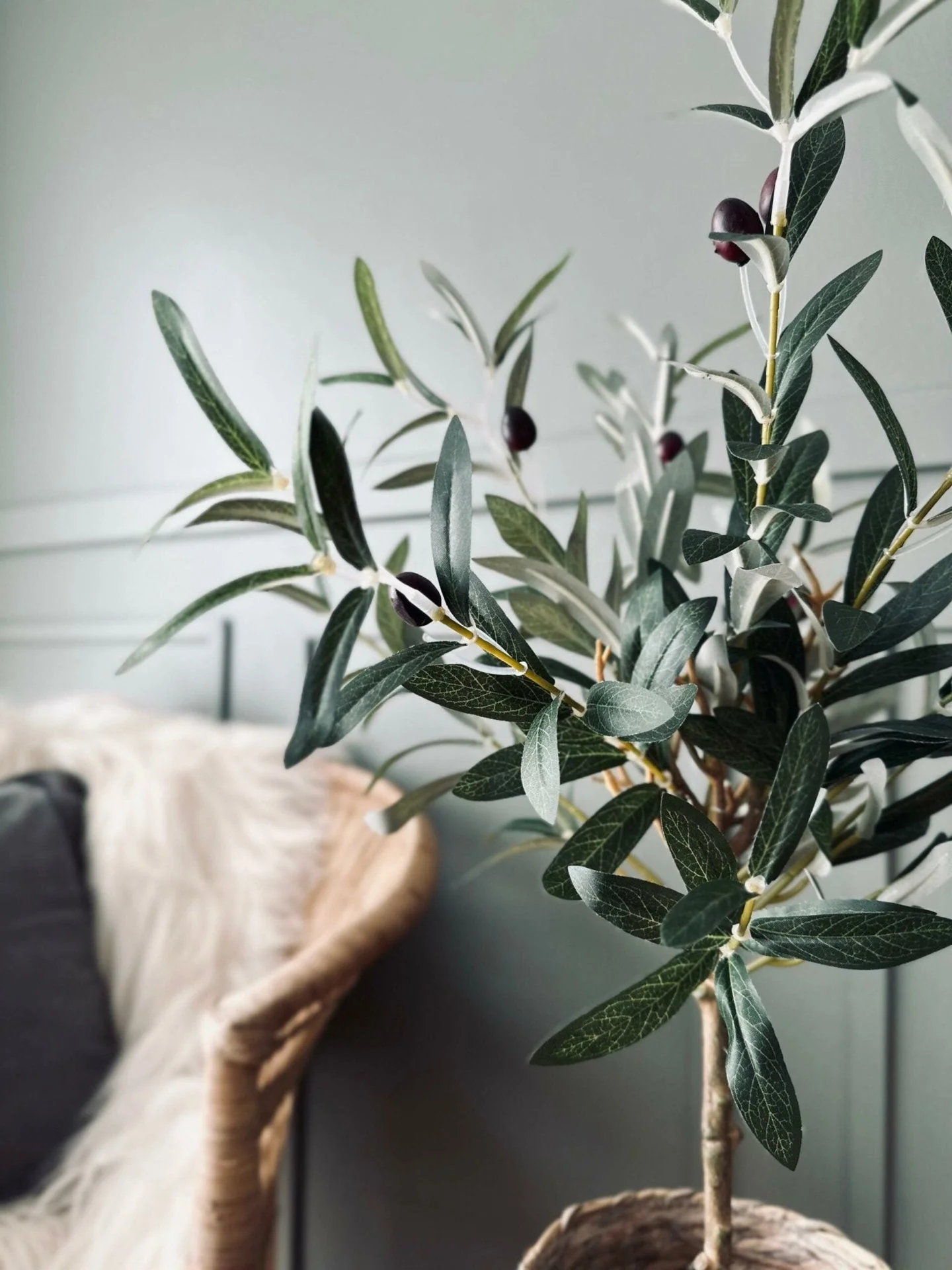 Oliventre - Image 6