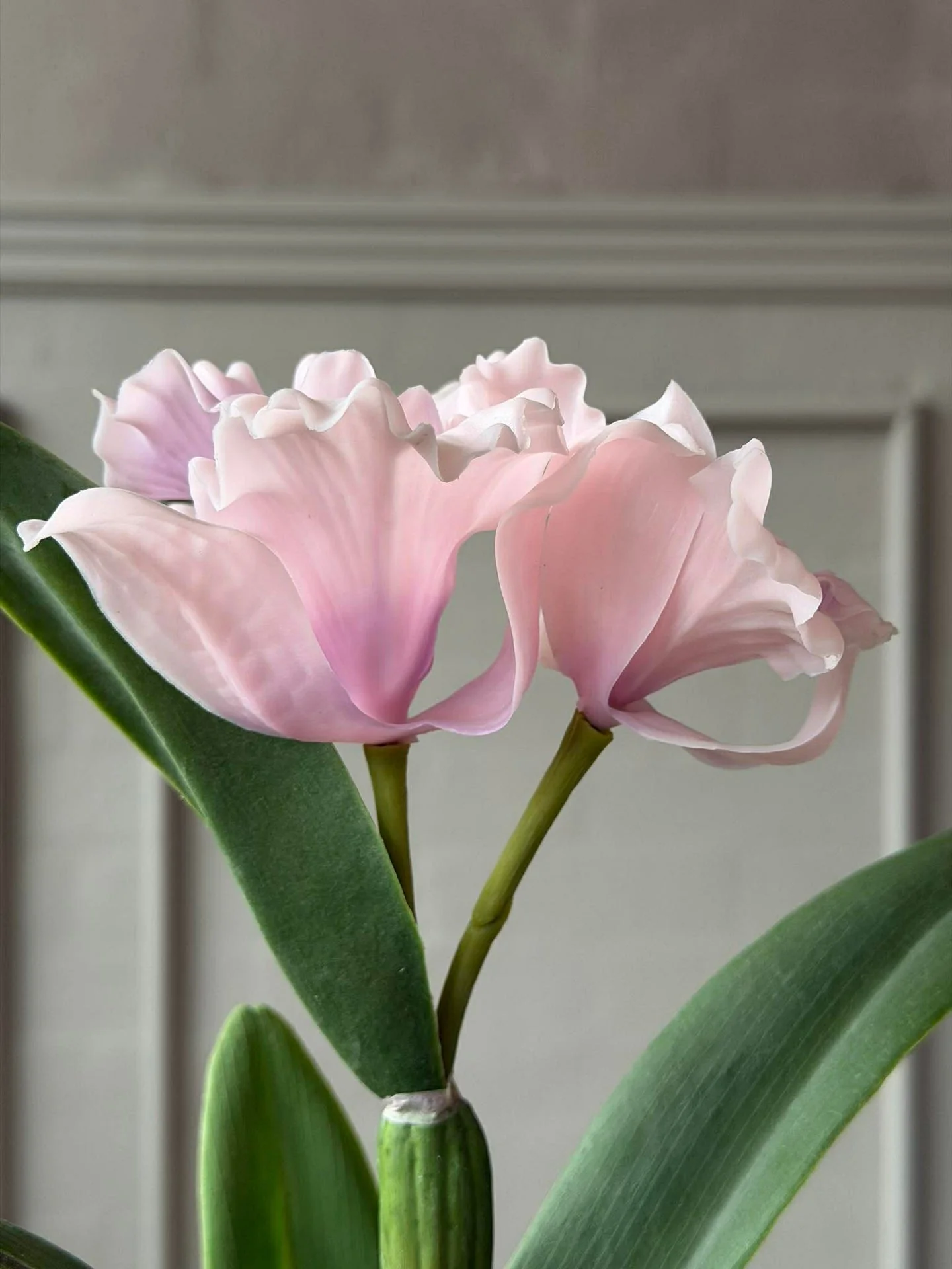 Orkidé i potte rosa - Flere størrelser - Image 11