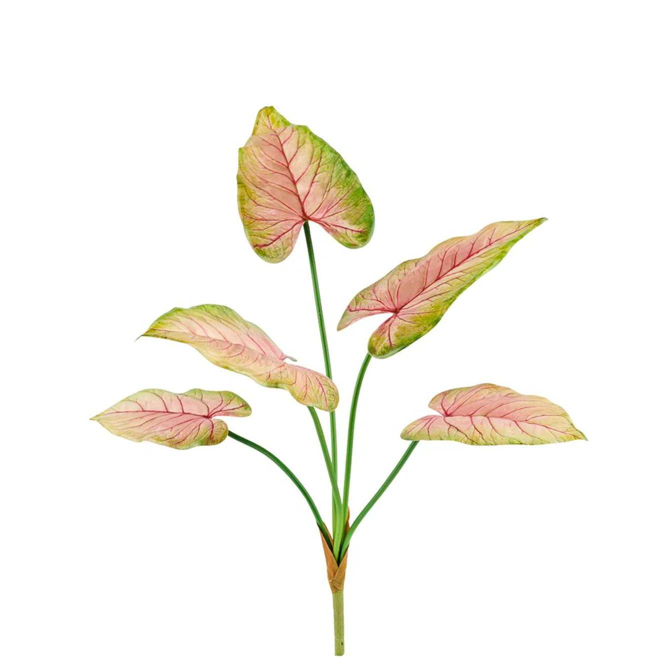 Plante Caladium 66 cm Rosa - Image 5