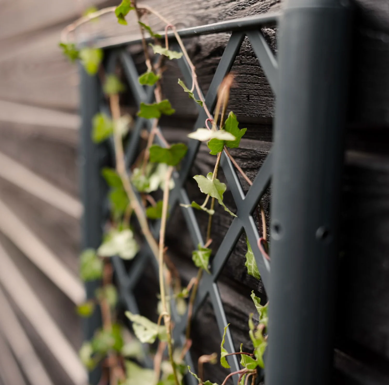 Plantekasse med espalier - Image 2