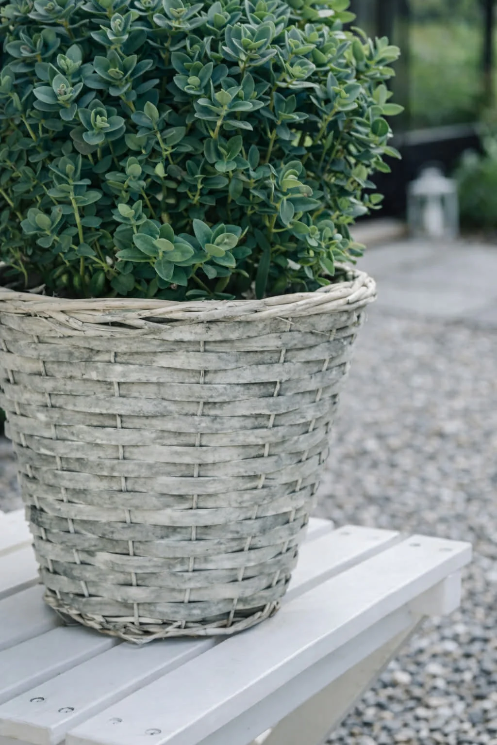 Plantekurv 20 cm - Image 3