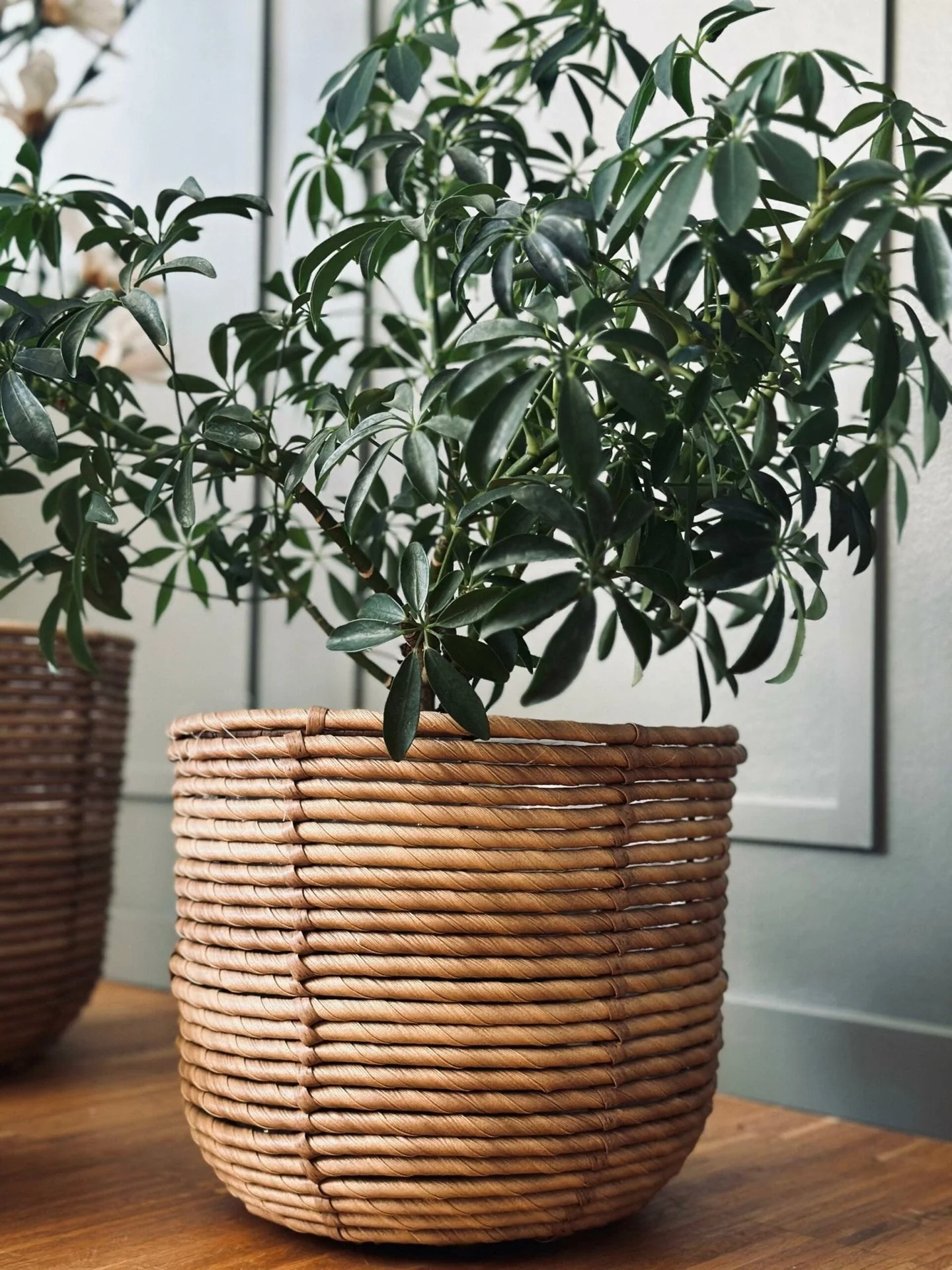 Plantekurver RATTAN – Sett med 3 størrelser - Image 10