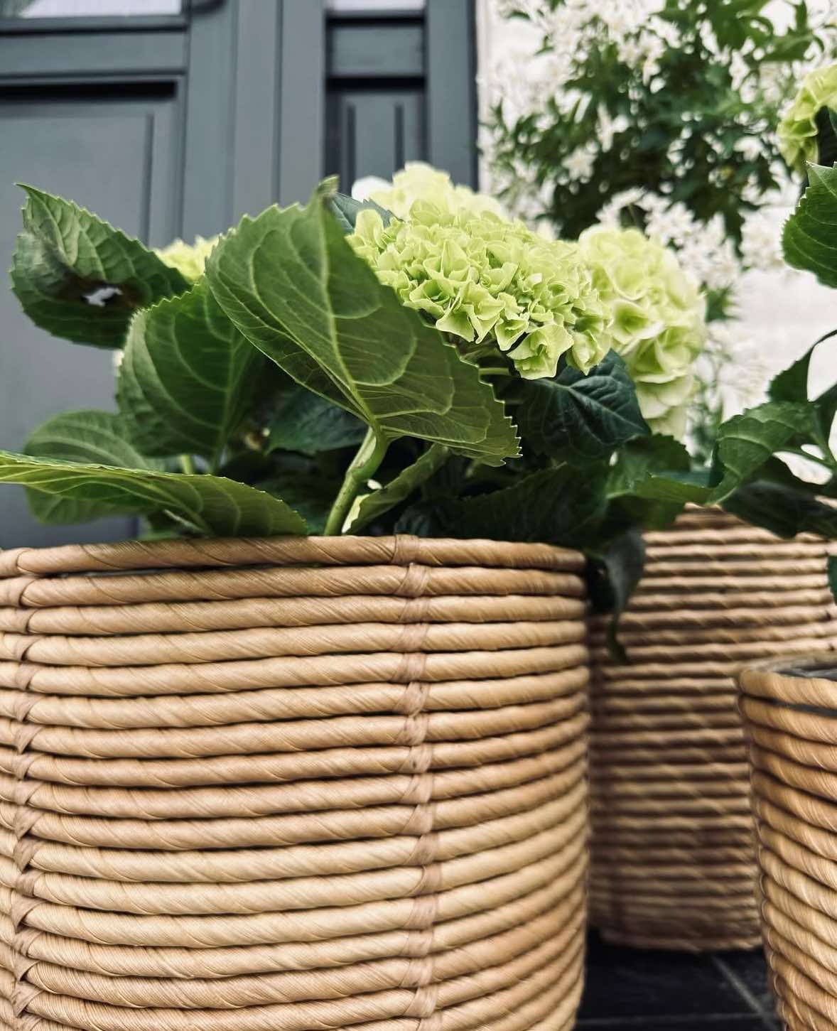 Plantekurver RATTAN BIG - Sett med 3 størrelser - Image 3